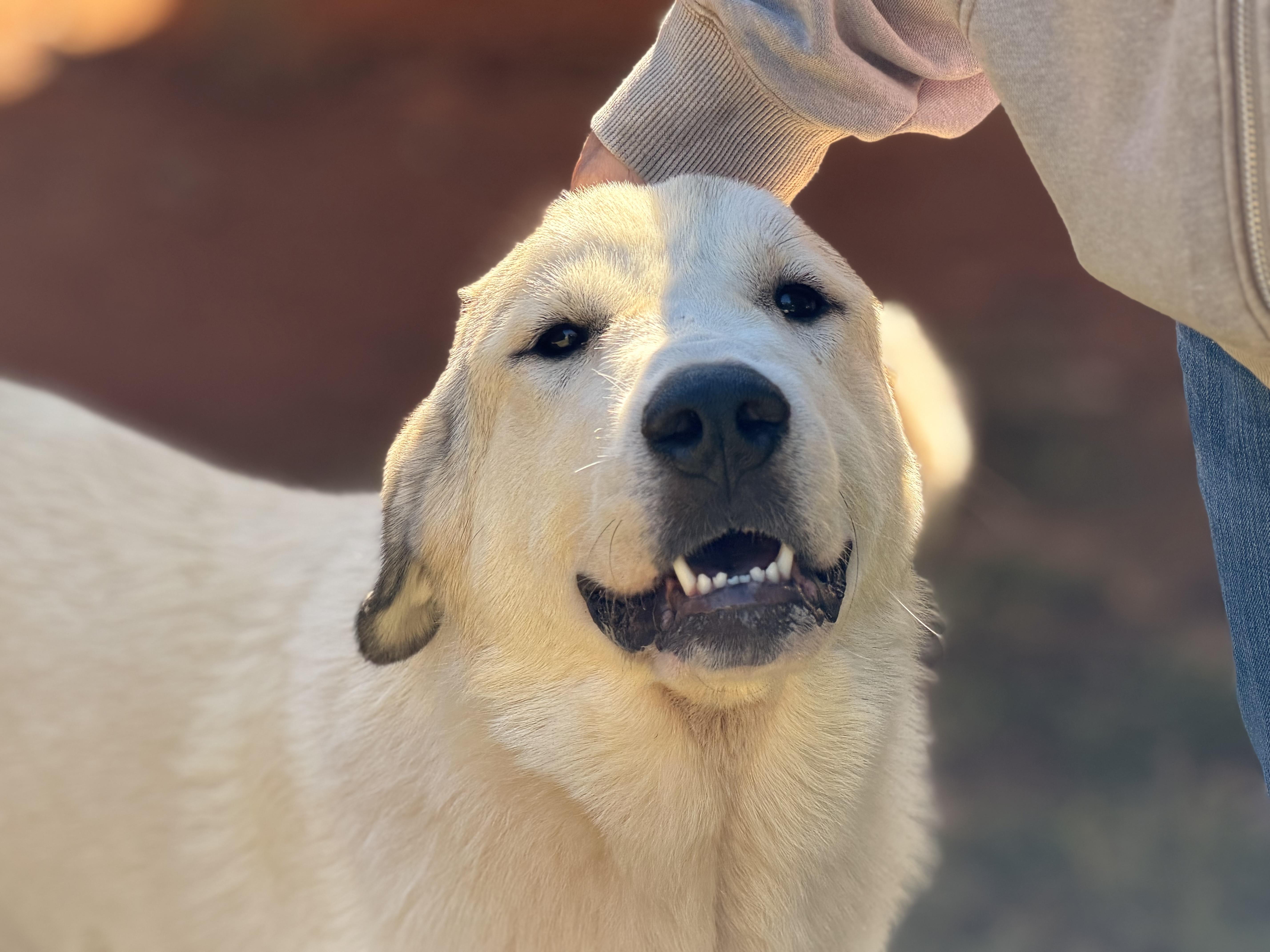 Enlarge Matilda, a Adoptable Great Pyrenees in Richmond, VA image 2/6