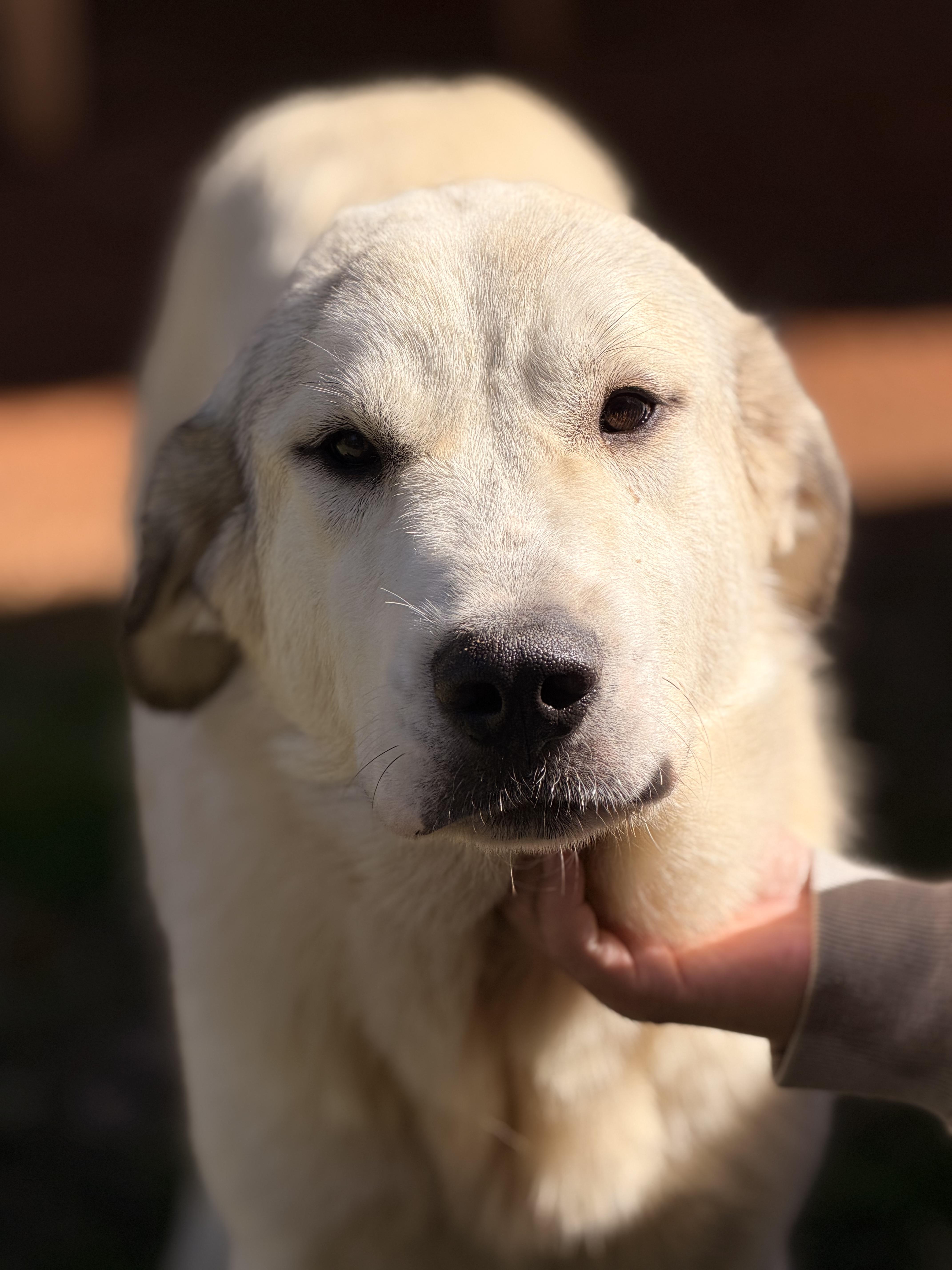Enlarge Matilda, a Adoptable Great Pyrenees in Richmond, VA image 4/6