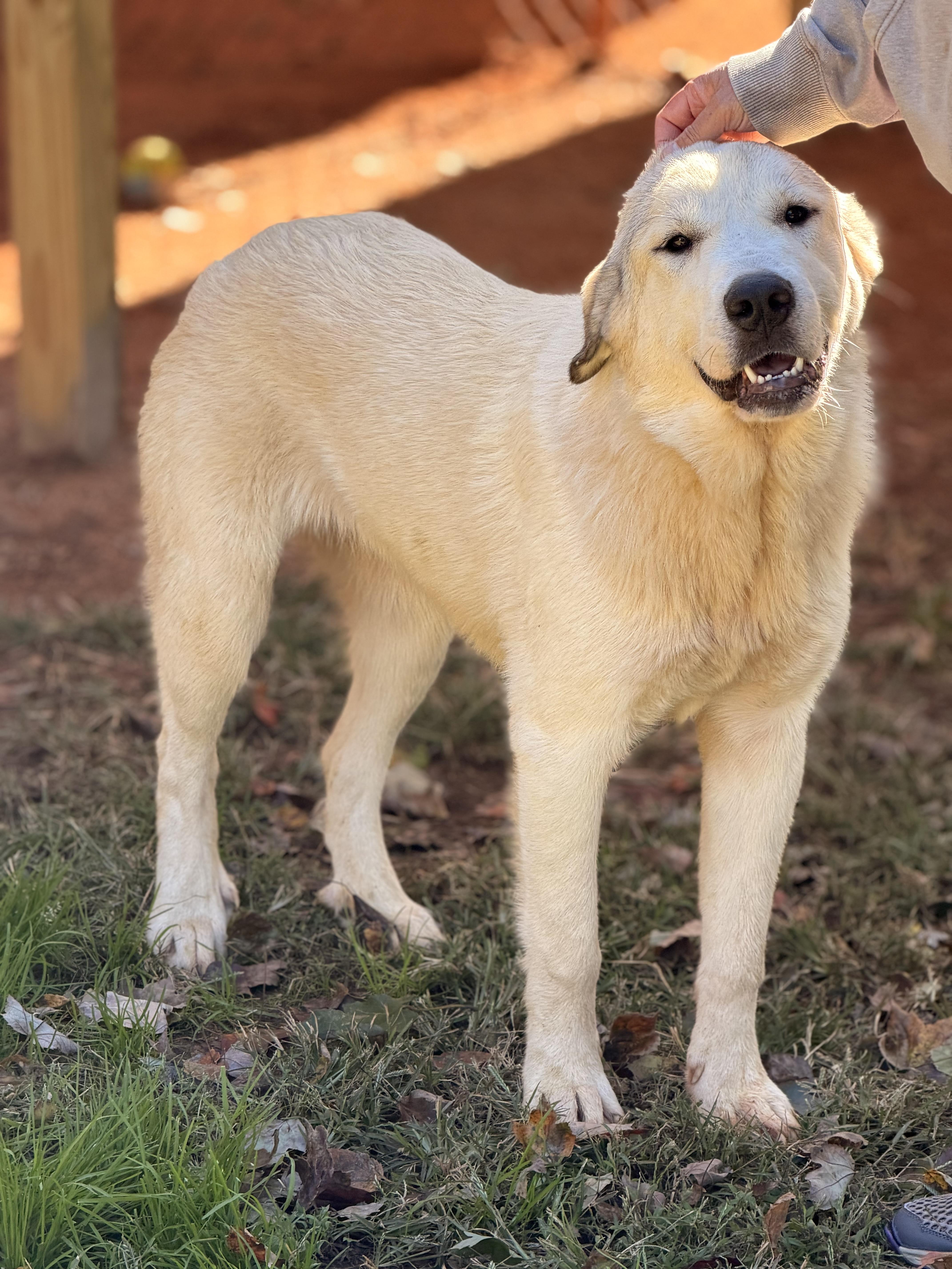 Enlarge Matilda, a Adoptable Great Pyrenees in Richmond, VA image 5/6