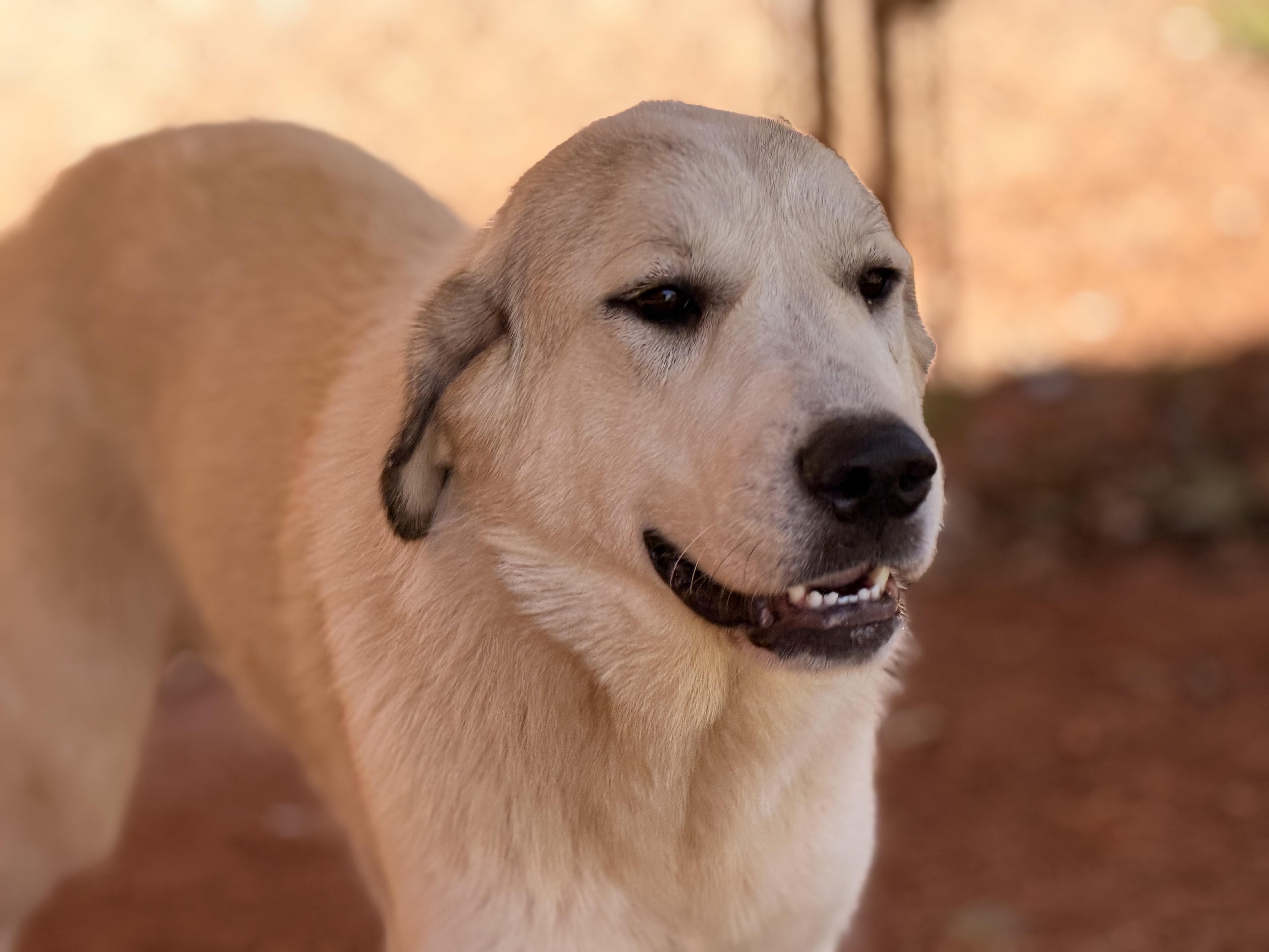 Enlarge Matilda, a Adoptable Great Pyrenees in Richmond, VA image 6/6