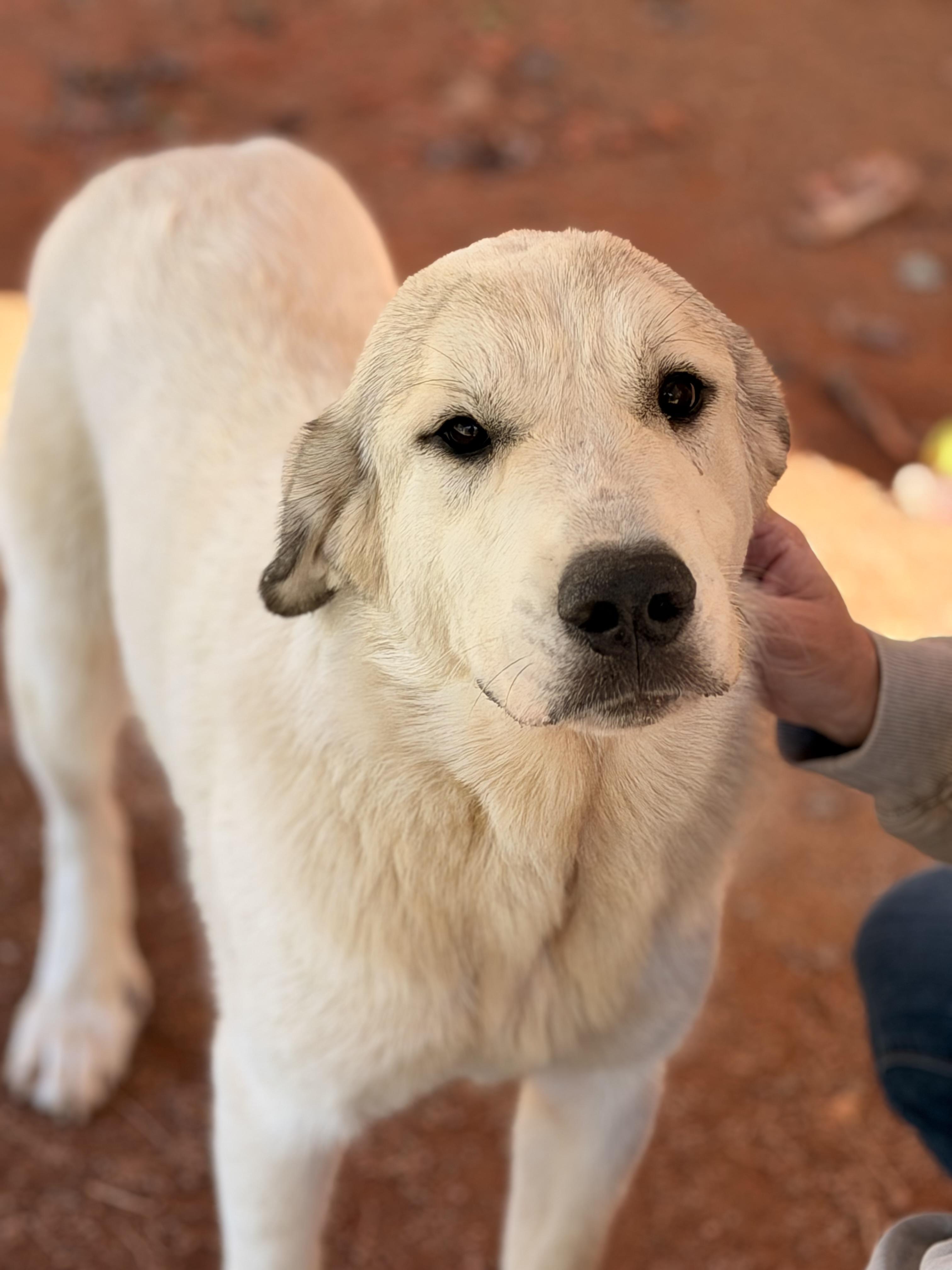 Matilda, Adoptable, Young Female Great Pyrenees.