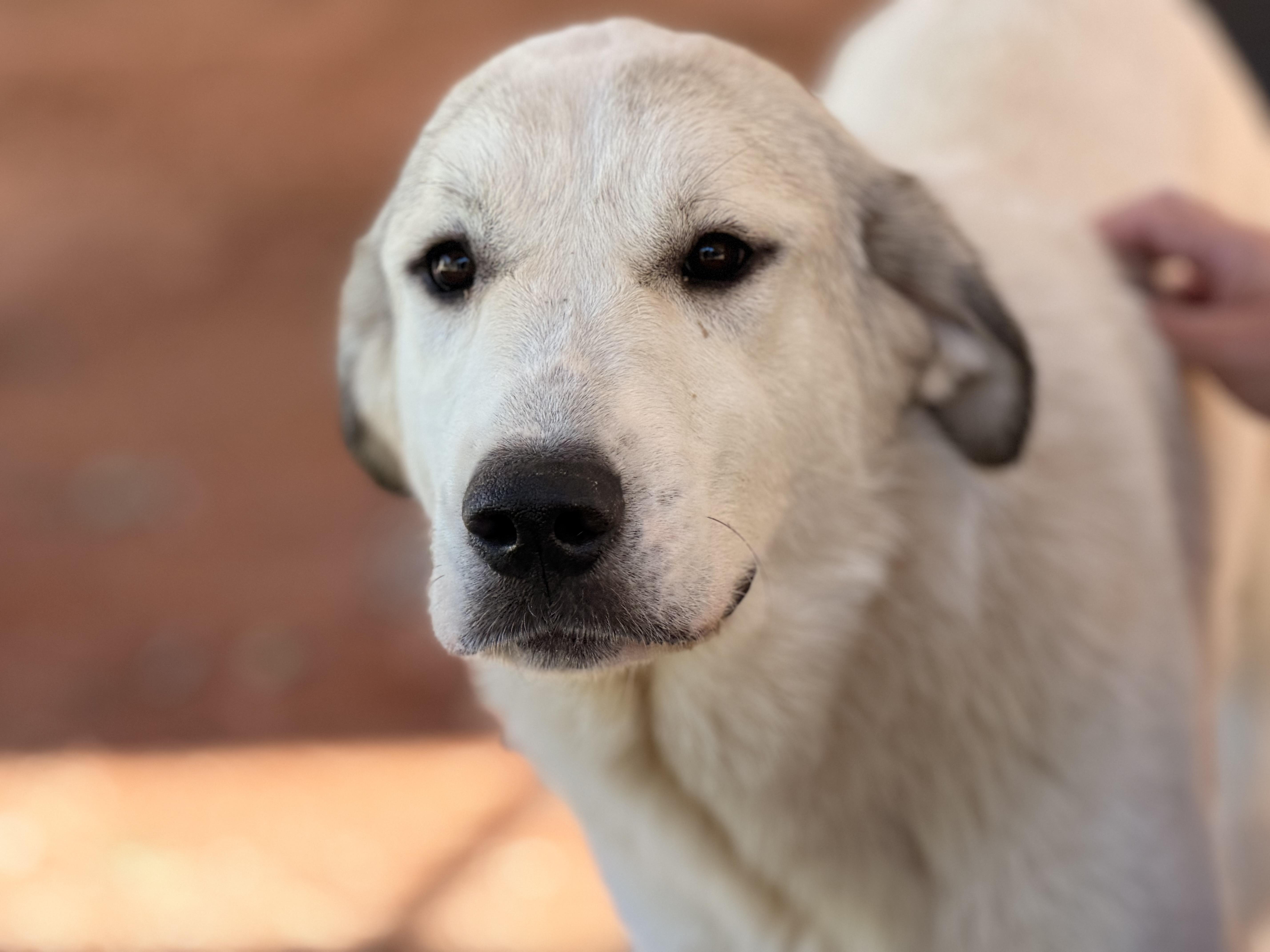 Enlarge Matilda, a Adoptable Great Pyrenees in Richmond, VA image 3/6