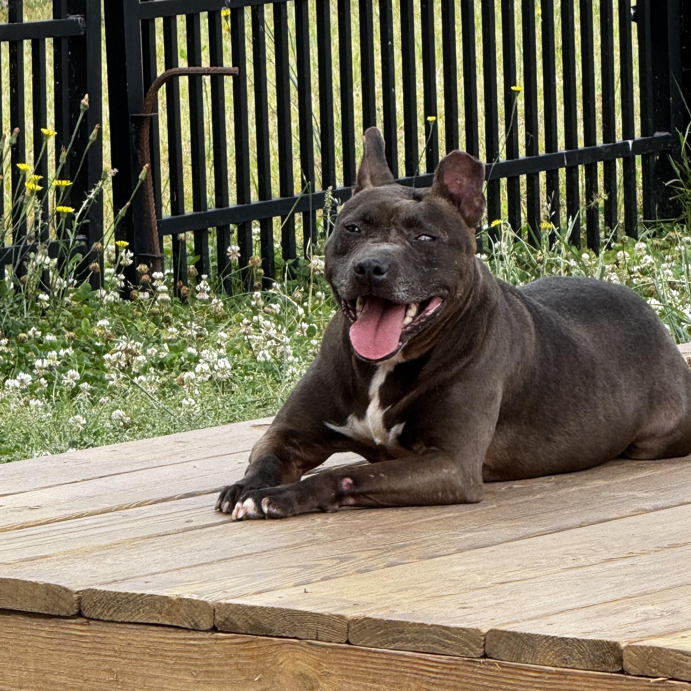 Chess, a ADOPTABLE mixed breed in Lancaster, SC image 1/3