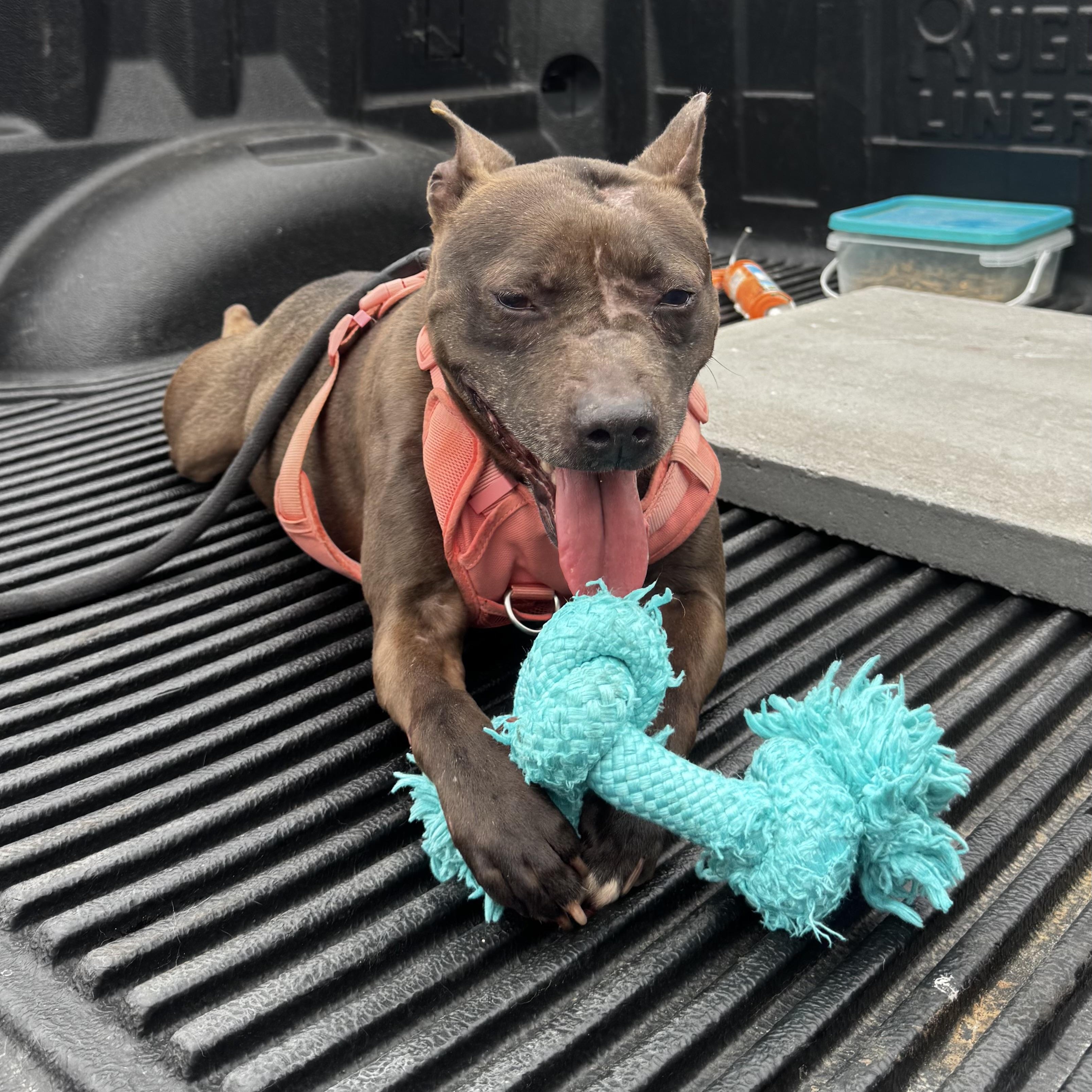 Chess, a ADOPTABLE mixed breed in Lancaster, SC image 2/3