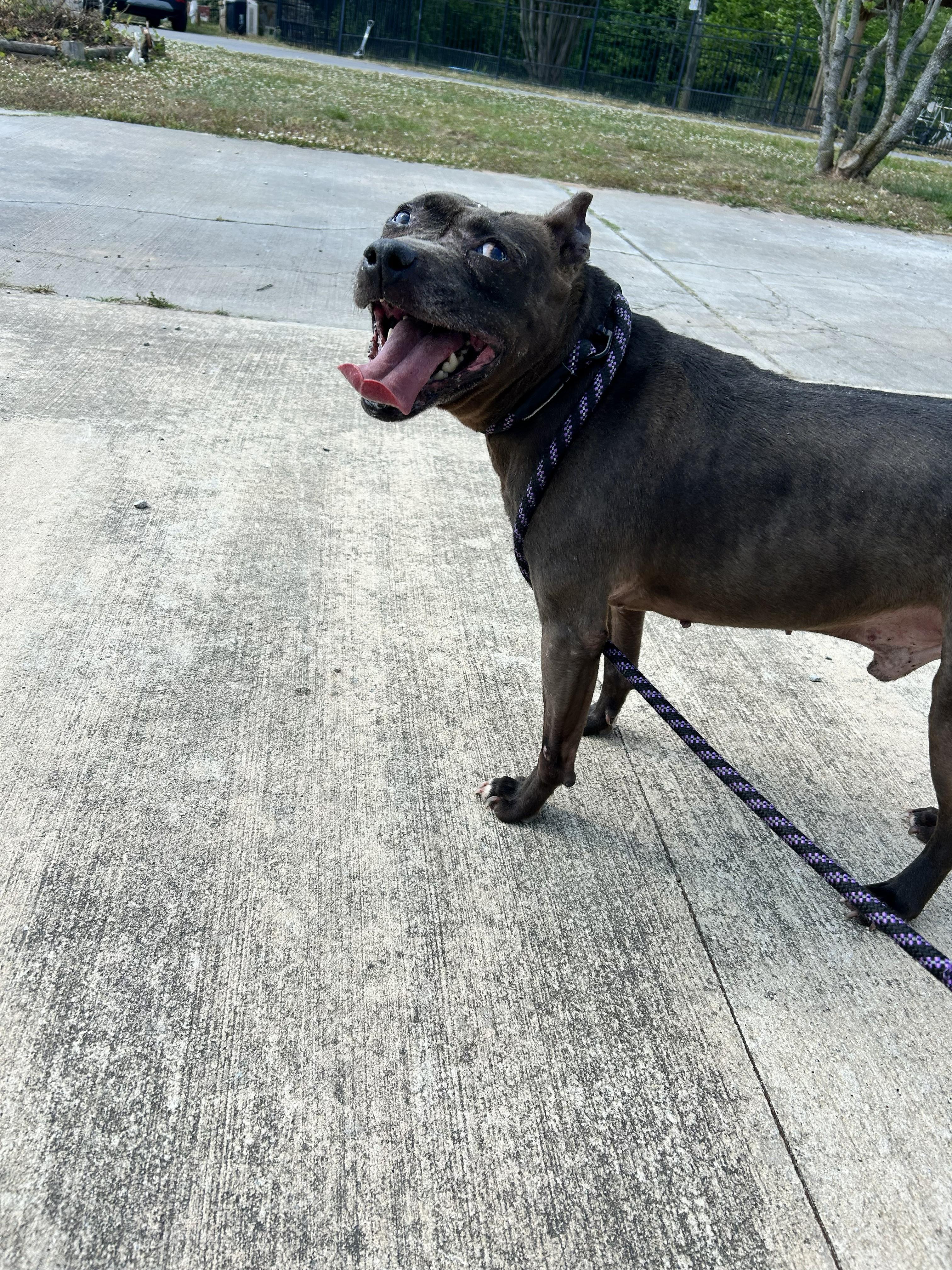 Chess, ADOPTABLE, Adult Male American Staffordshire Terrier.