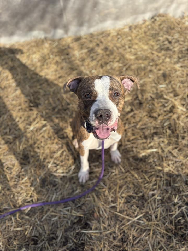 Hanson, Adoptable, Adult Male Pit Bull Terrier.