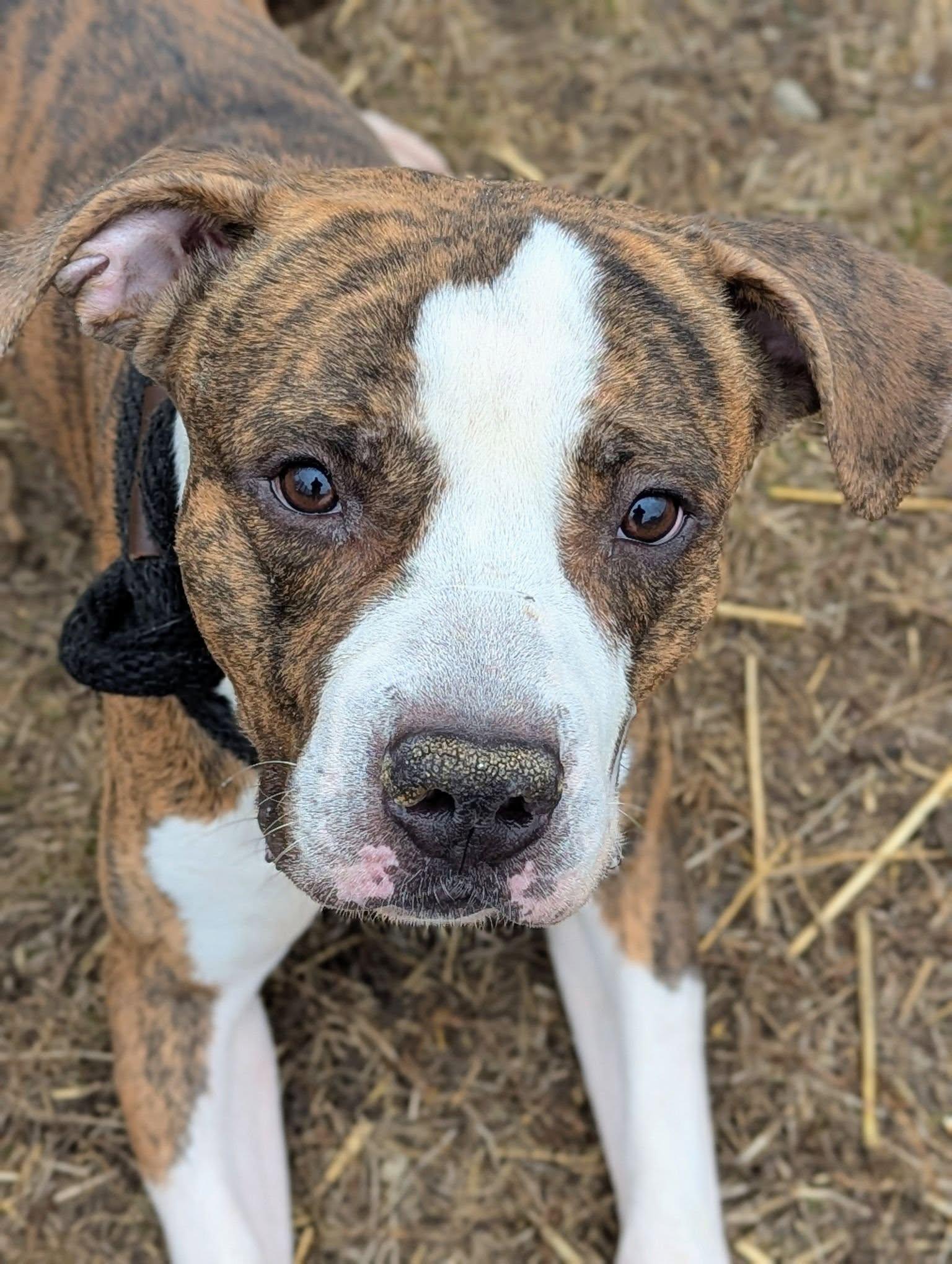 Enlarge Hanson, a Adoptable Pit Bull Terrier in Crete, IL image 2/3