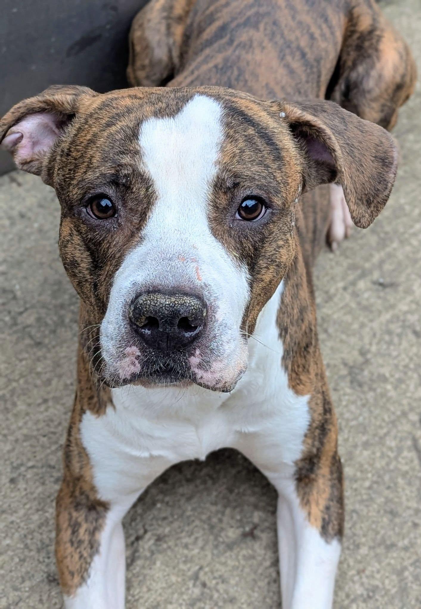 Enlarge Hanson, a Adoptable Pit Bull Terrier in Crete, IL image 3/3