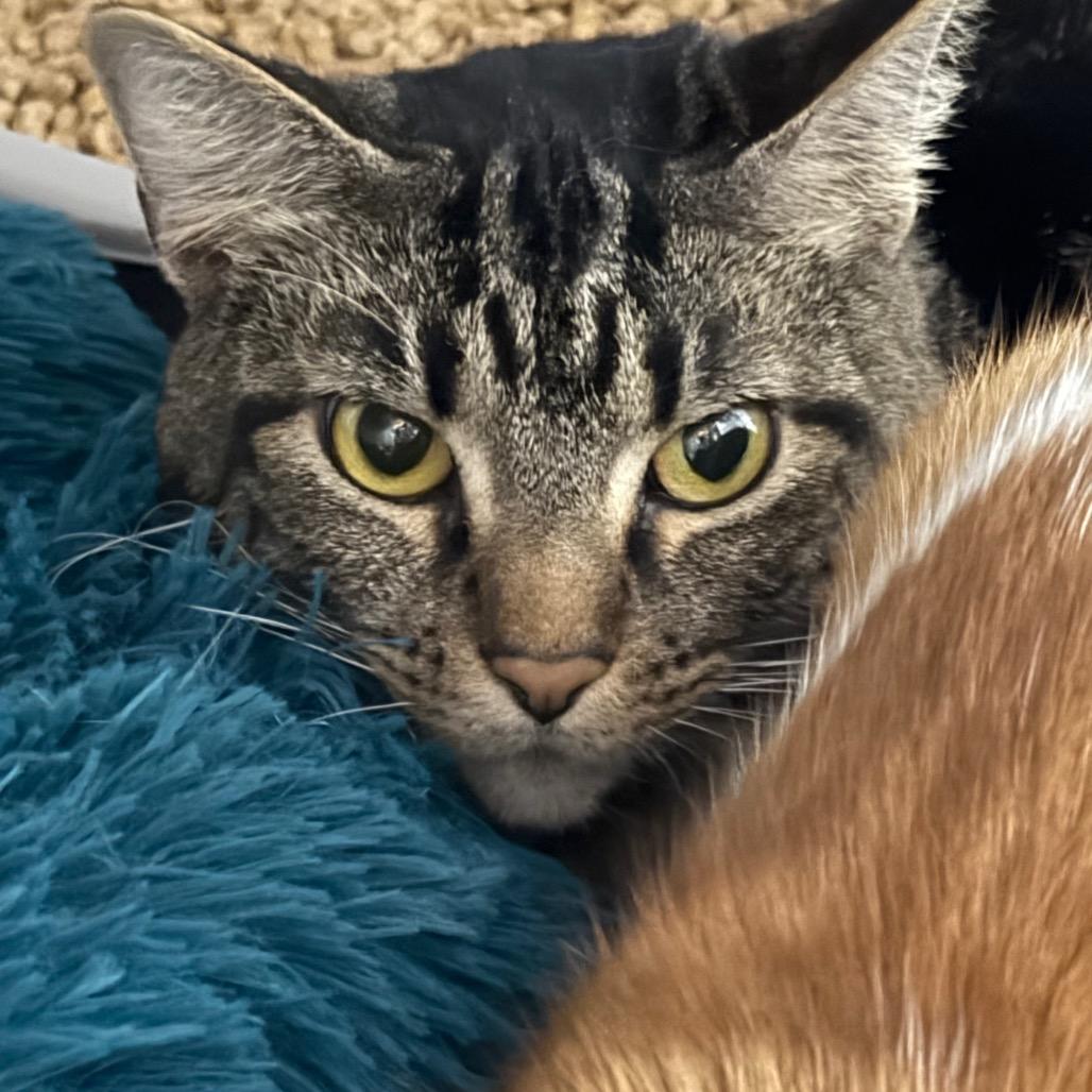 Tabby photo