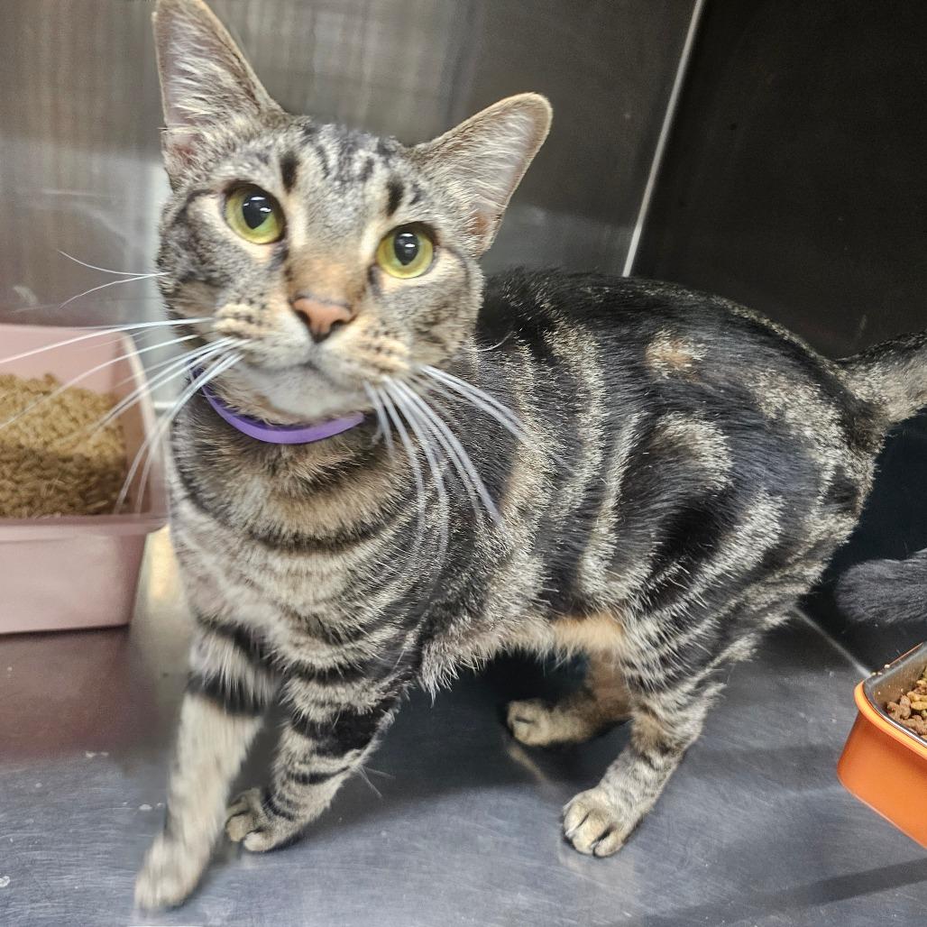 Enlarge Tabby, a Adoptable American Shorthair in mount vernon, AR image 2/2