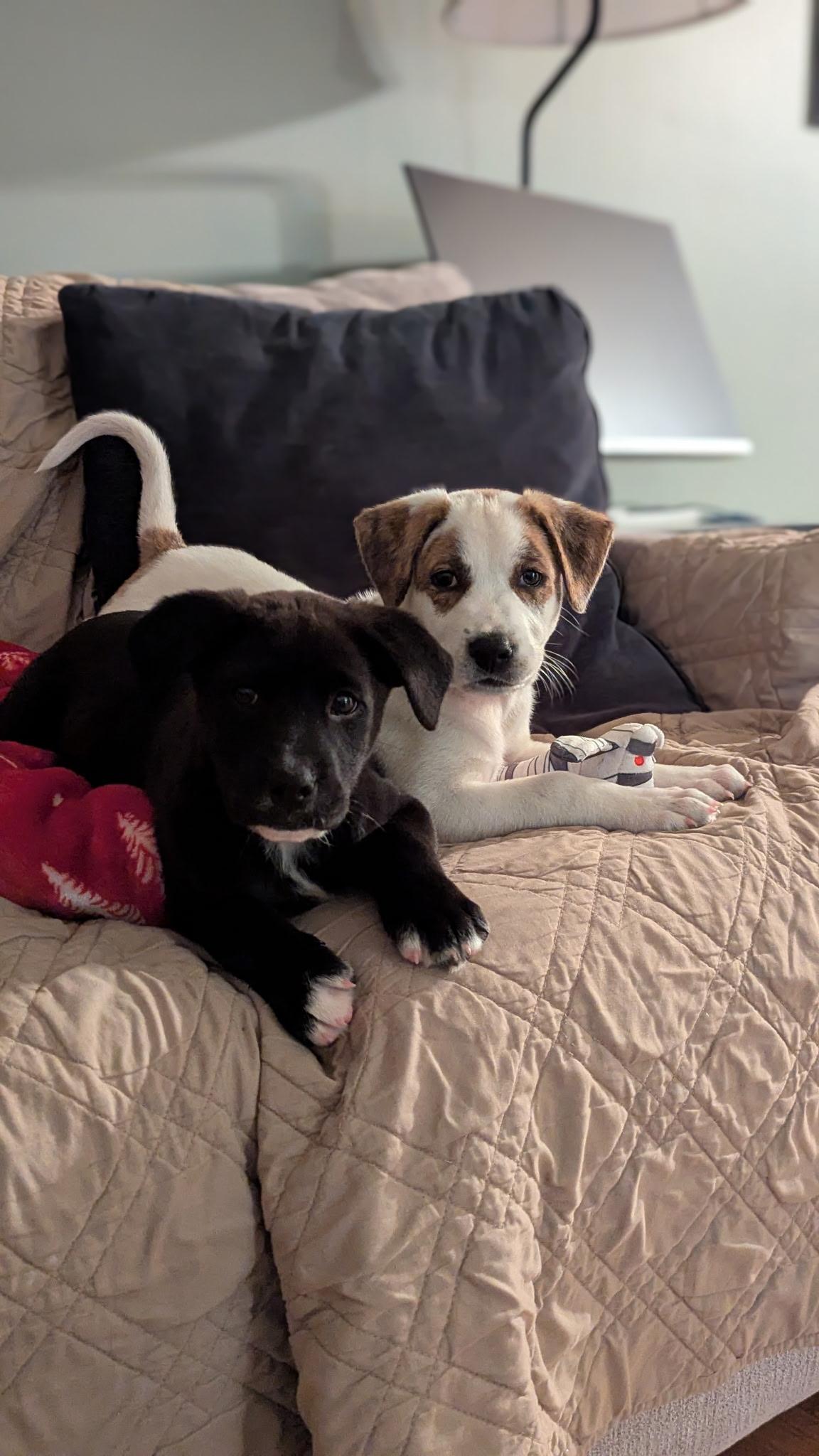 Bernie, Adoptable, Puppy Male Labrador Retriever.