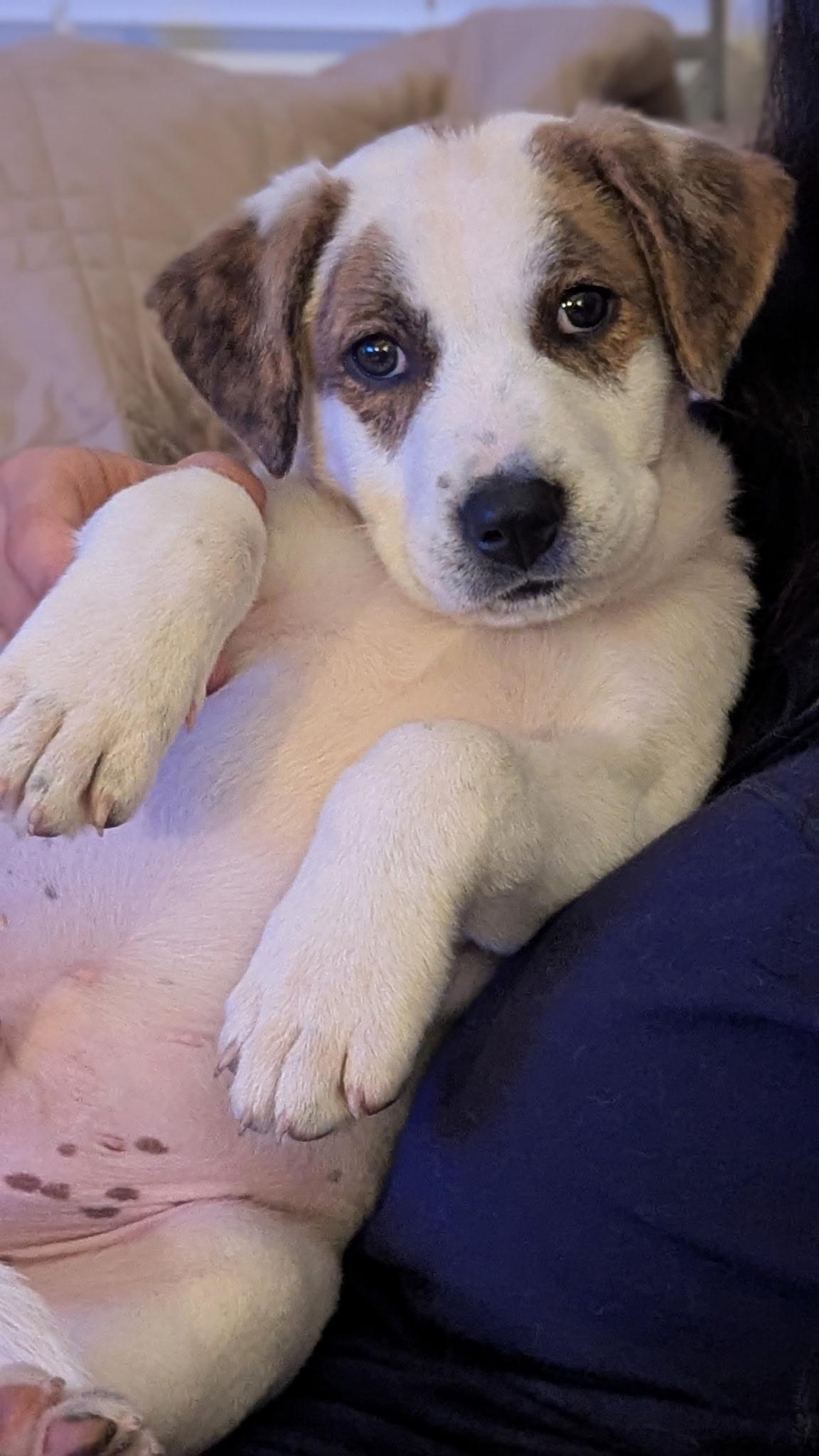 Enlarge Bernie, a Adoptable mixed breed in Albany, NY image 2/2