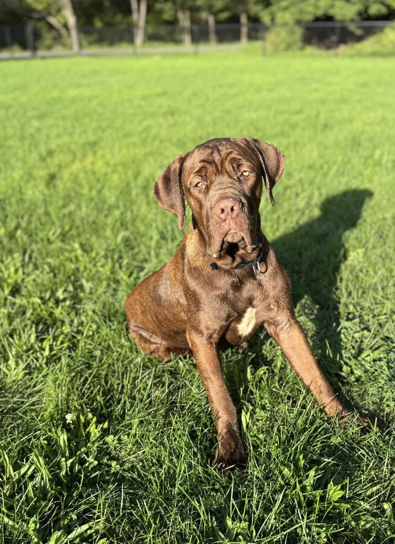 Hershey, Adoptable, Young Male Mastiff.