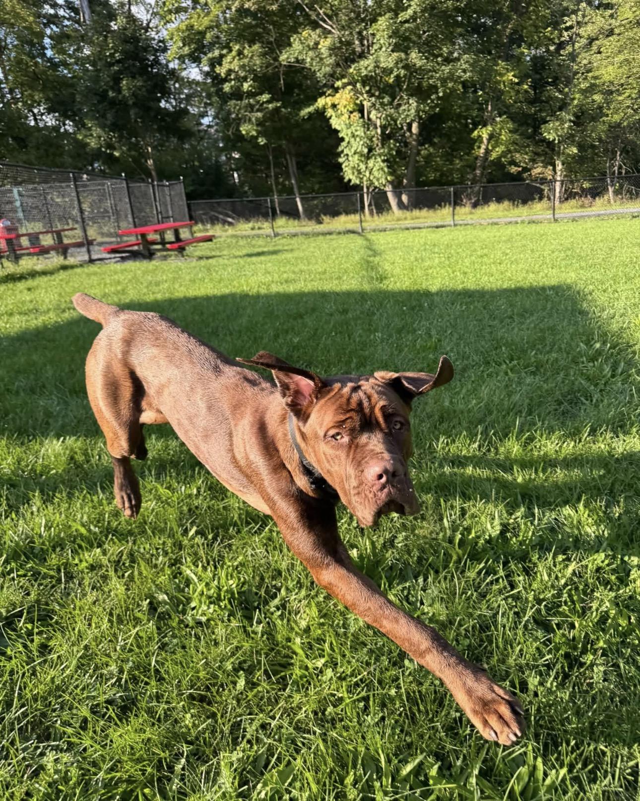 Enlarge Hershey, a Adoptable mixed breed in Kutztown, PA image 3/4