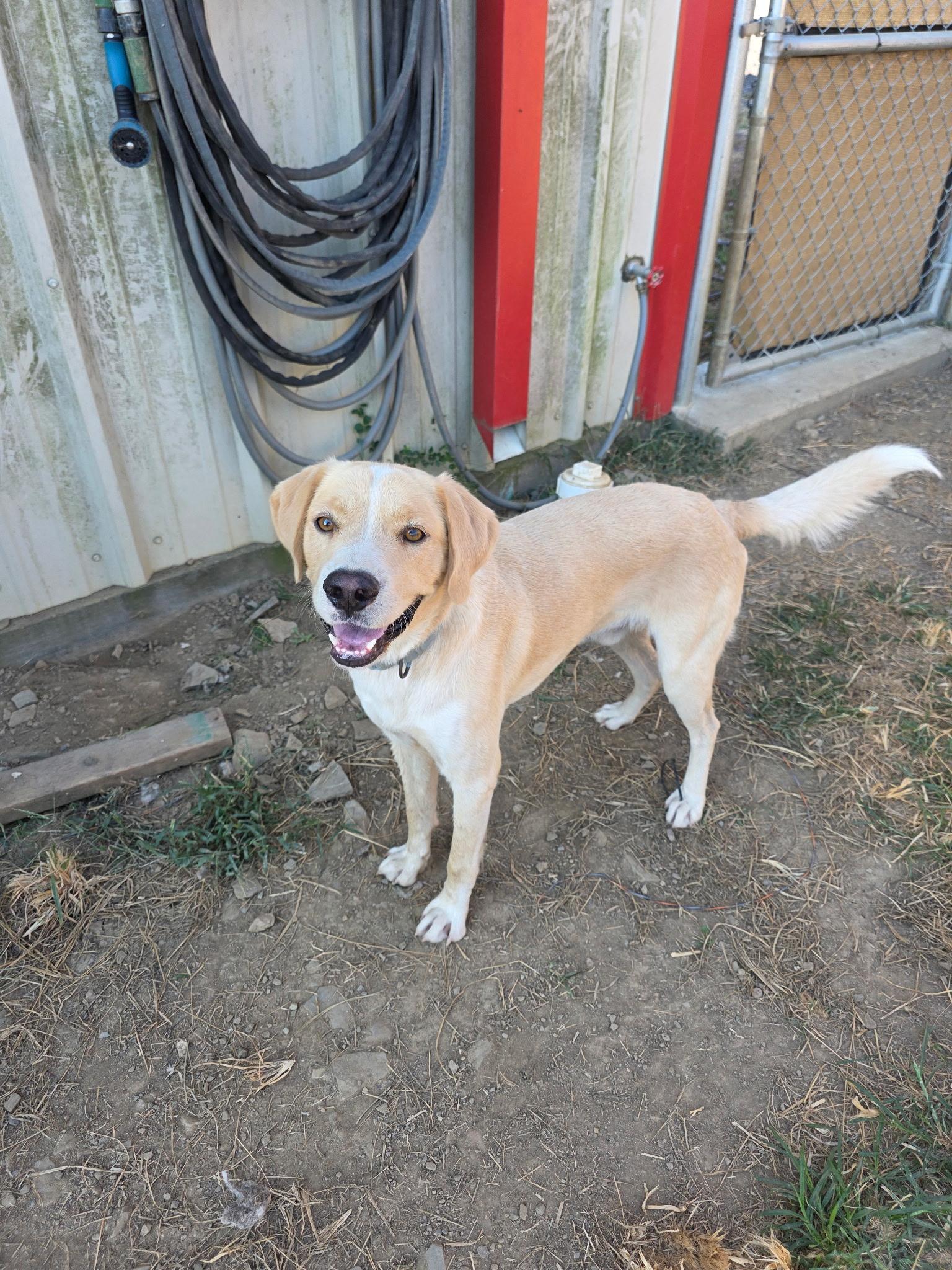 Enlarge Wayland, a Adoptable Yellow Labrador Retriever in Muldrow, OK image 3/5