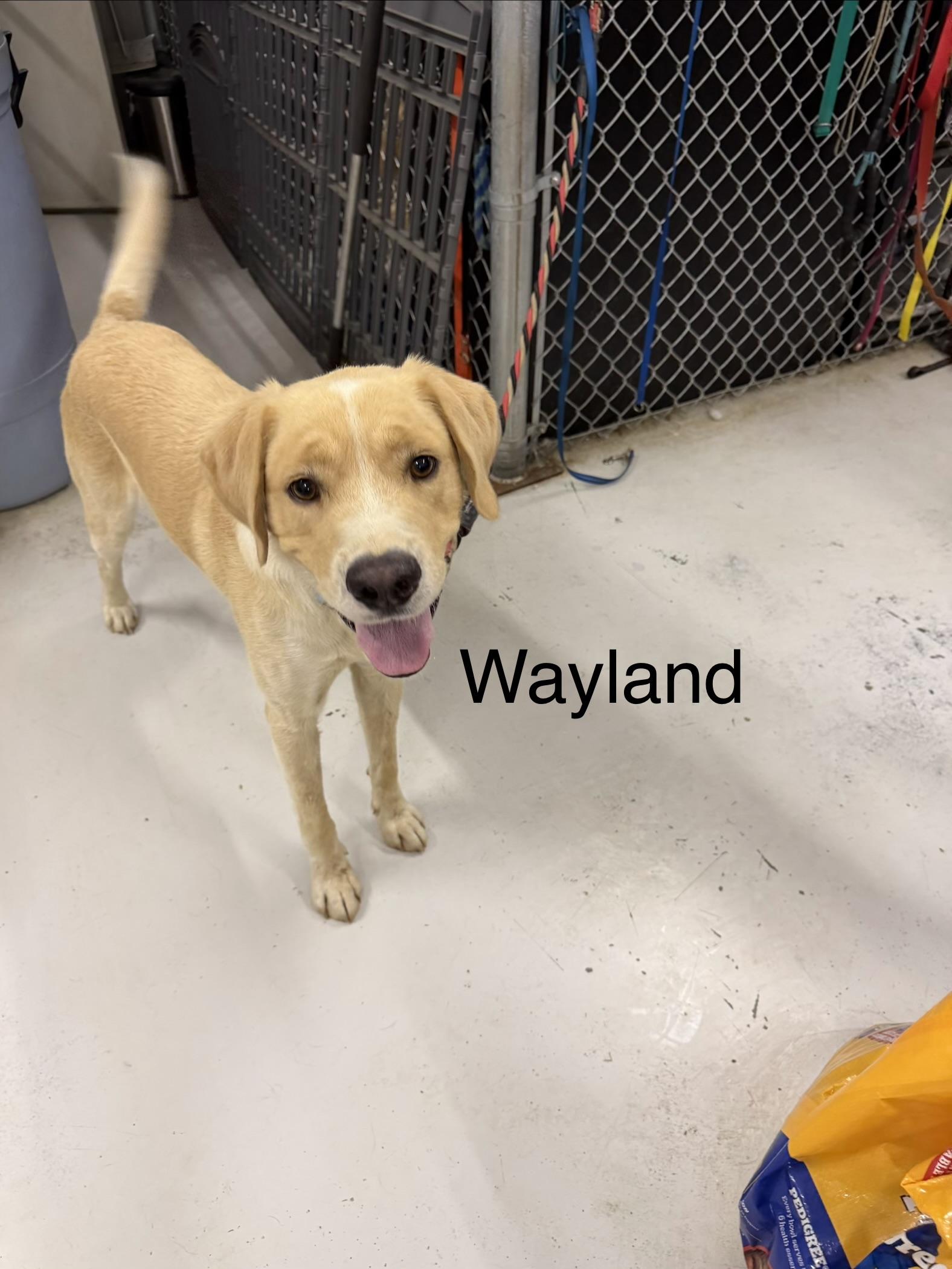 Enlarge Wayland, a Adoptable Yellow Labrador Retriever in Muldrow, OK image 5/5