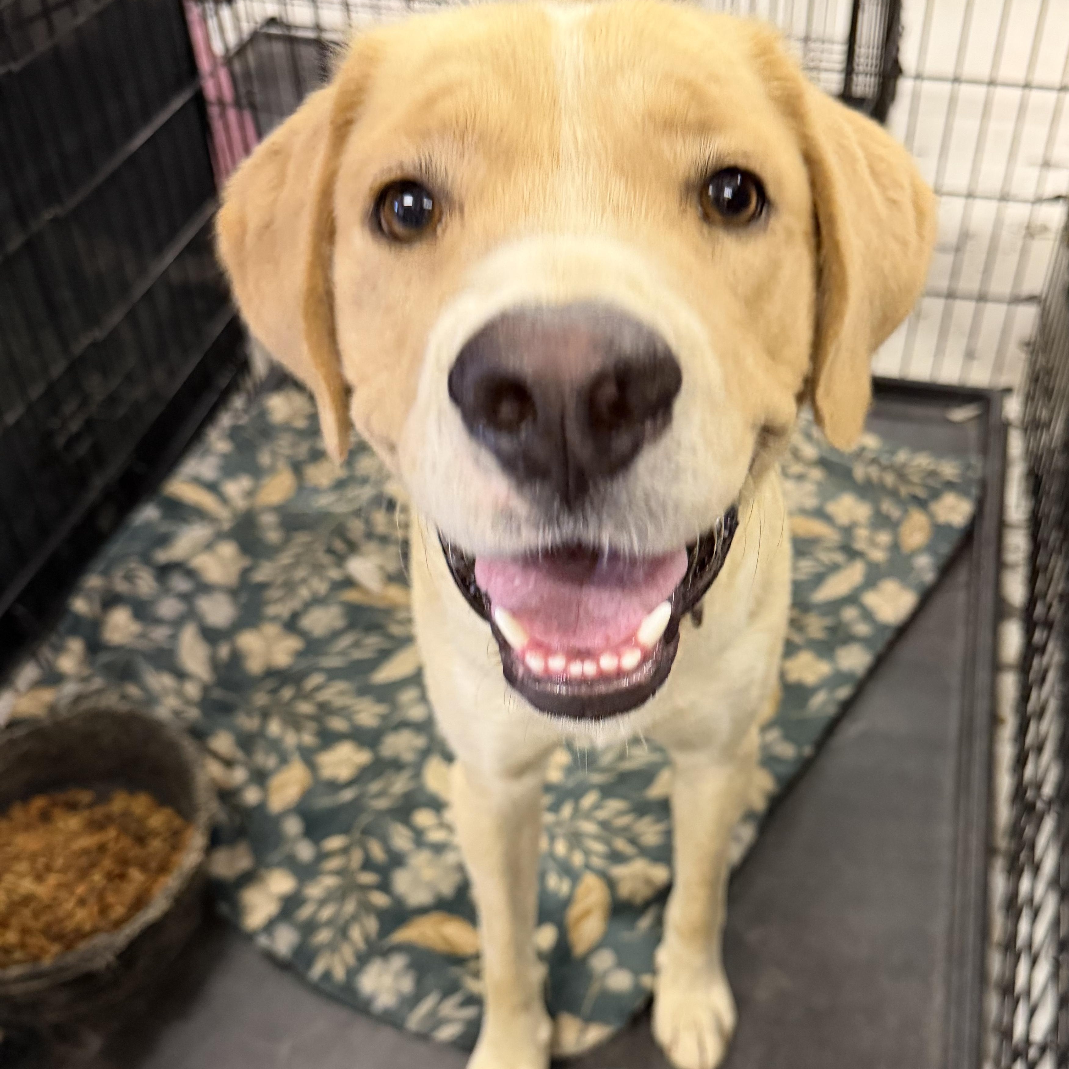 Wayland, Adoptable, Adult Male Yellow Labrador Retriever.