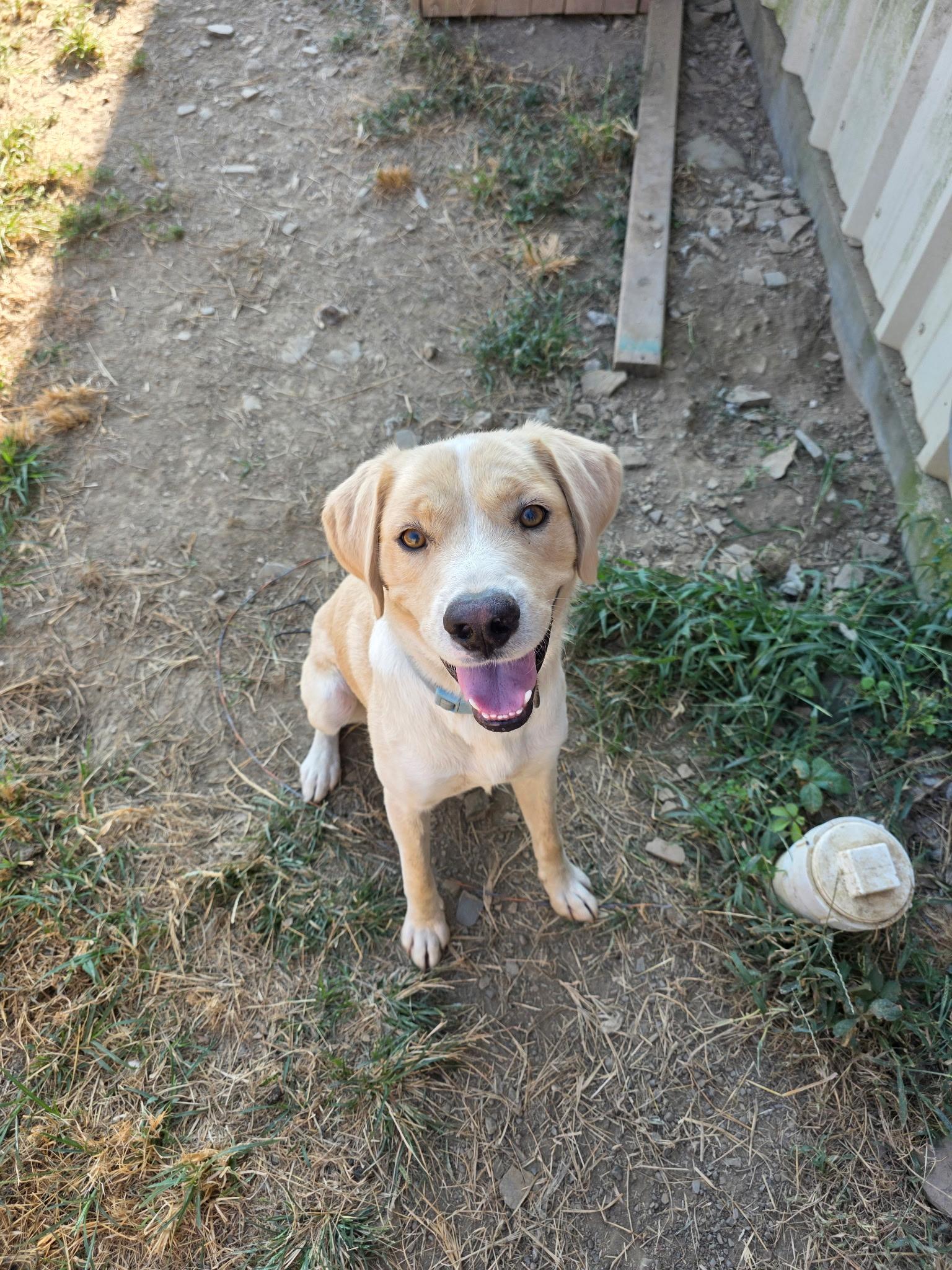 Enlarge Wayland, a Adoptable Yellow Labrador Retriever in Muldrow, OK image 2/5