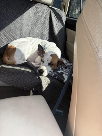 Marnie, Adoptable, Adult Female Mixed Breed & Mixed Breed.