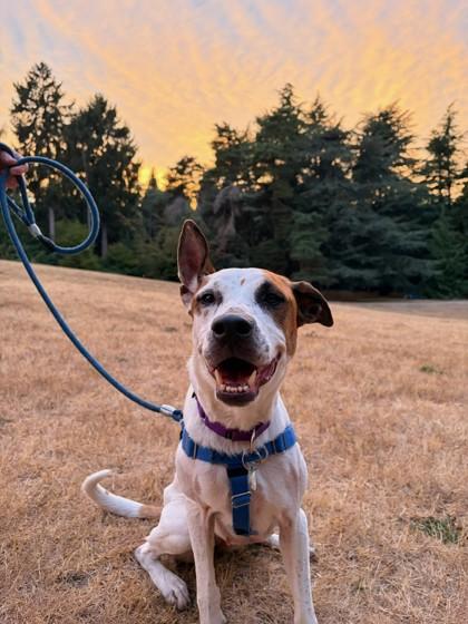 Enlarge Marnie, a Adoptable mixed breed in Seattle, WA image 2/3