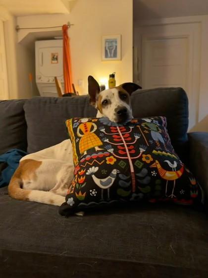 Enlarge Marnie, a Adoptable mixed breed in Seattle, WA image 3/3