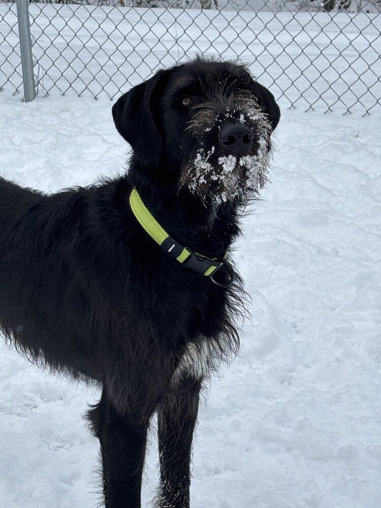 Enlarge Odin, a Adoptable mixed breed in Trenton, ME image 1/1