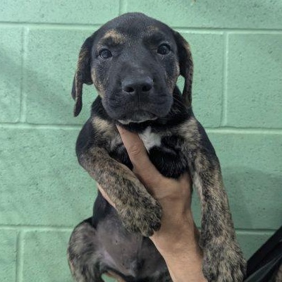 Enlarge Ford SS, a Adoptable mixed breed in South Portland, ME image 3/3