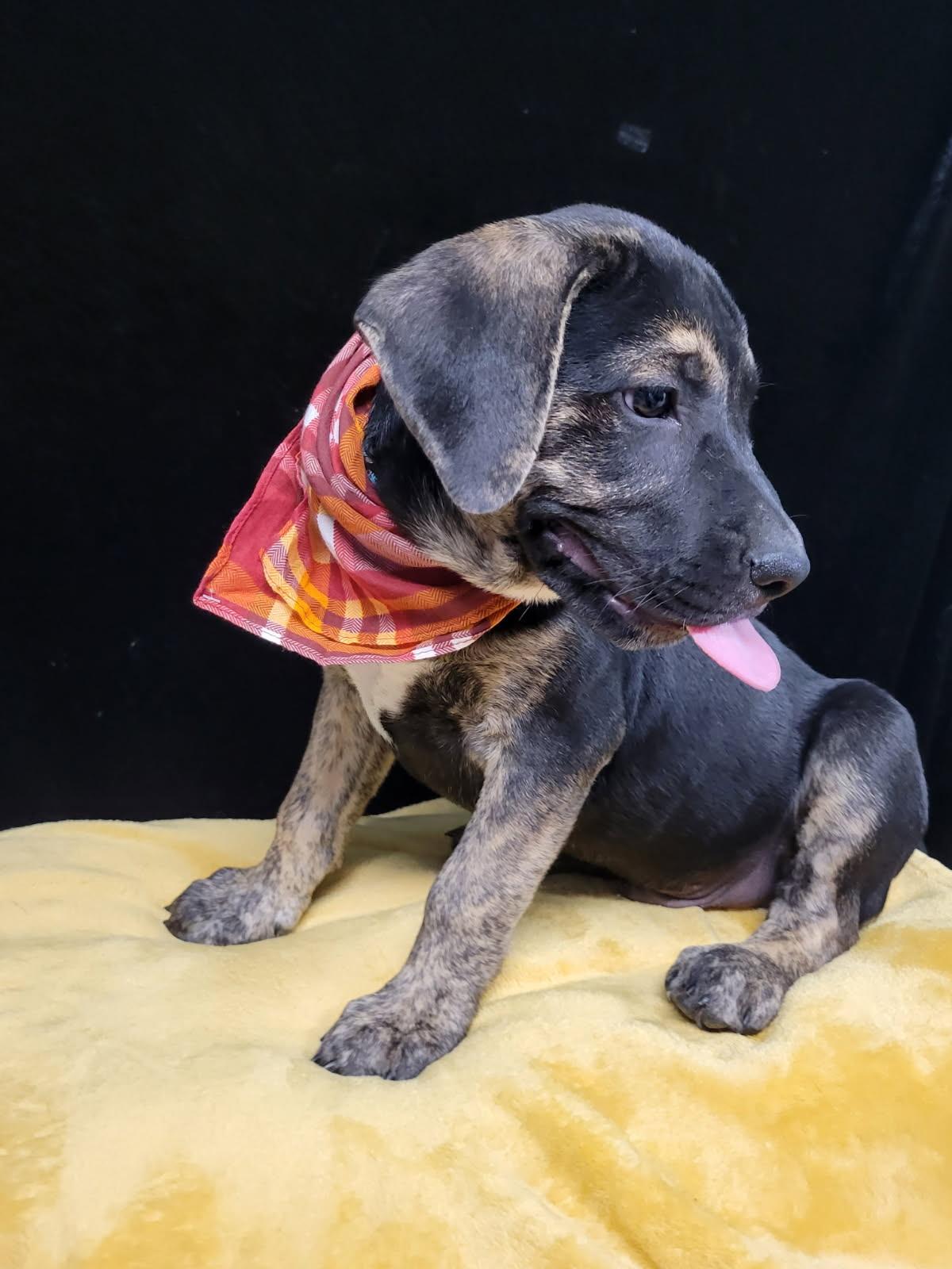 Enlarge Ford SS, a Adoptable mixed breed in South Portland, ME image 2/3