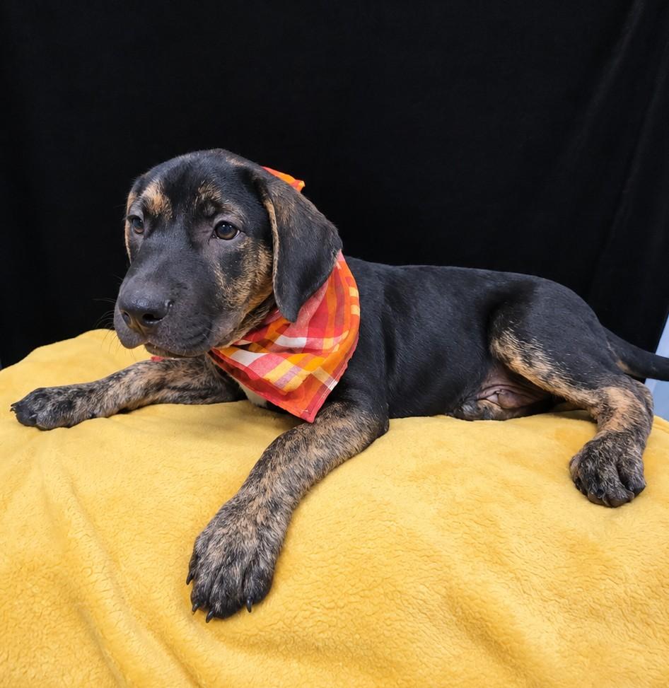 Ford SS, Adoptable, Puppy Male Mixed Breed.