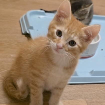 Cricket, adopted, Kitten Male Domestic Short Hair.