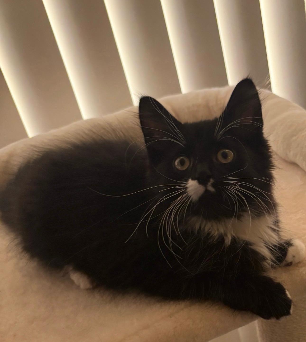 Figaro 2 - Adopted 10/24/26, Adopted, Kitten Male Domestic Long Hair.