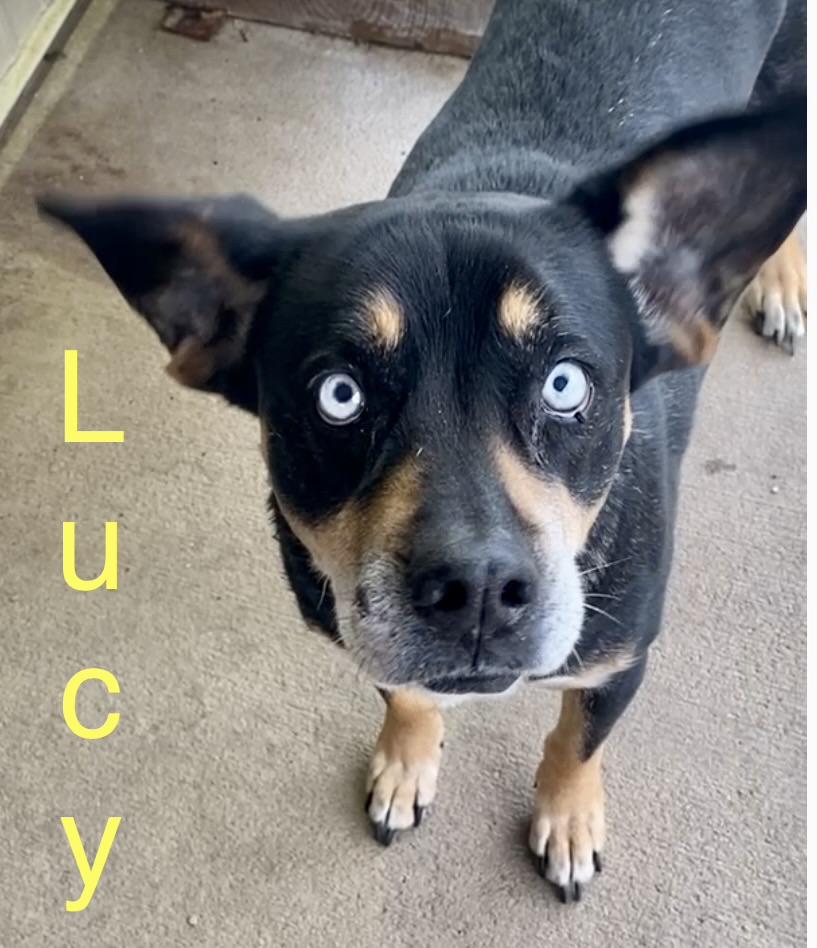 Enlarge Lucy, an adopted Mixed Breed in Pomeroy, OH image 3/3