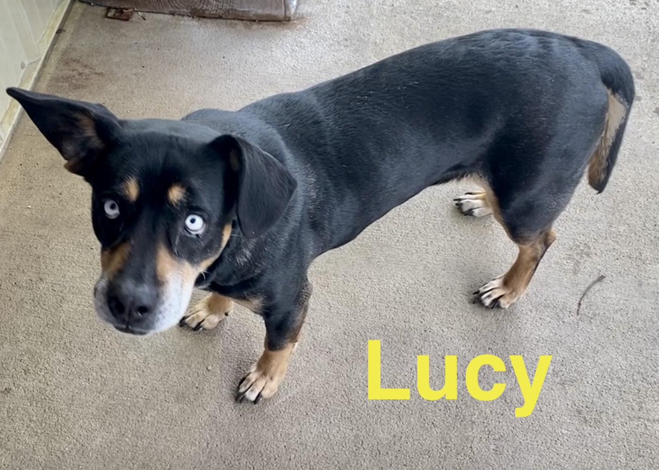 Enlarge Lucy, an adopted Mixed Breed in Pomeroy, OH image 2/3
