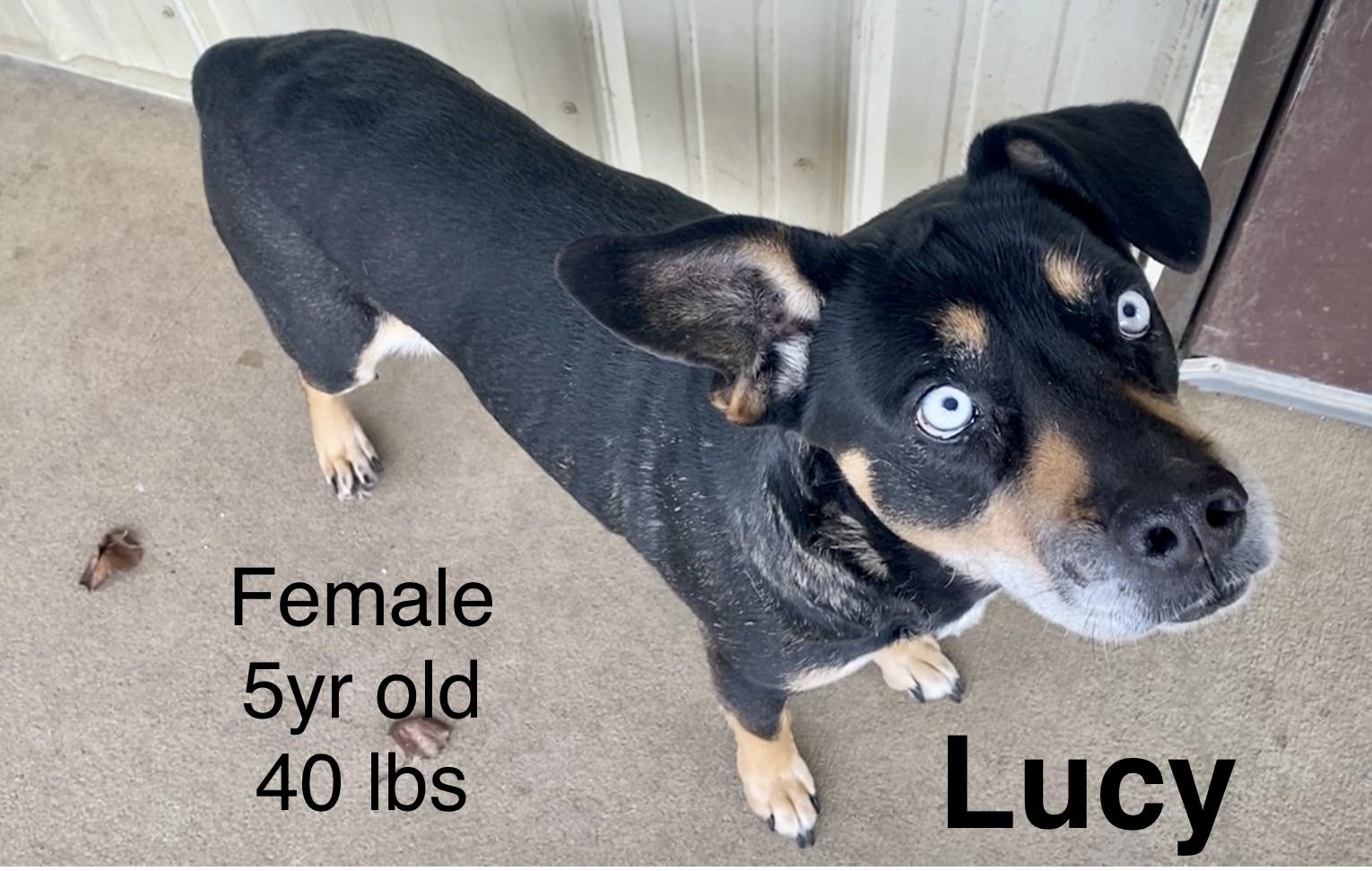 Enlarge Lucy, an adopted Mixed Breed in Pomeroy, OH image 1/3