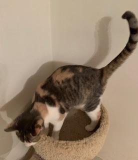 Amelia, Adoptable, Kitten Female Dilute Calico.