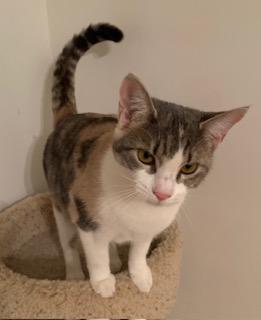 Amelia, Adoptable, Kitten Female Dilute Calico.