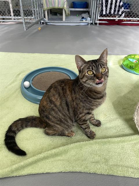 BONNIE, Adoptable, Young Female Domestic Short Hair.