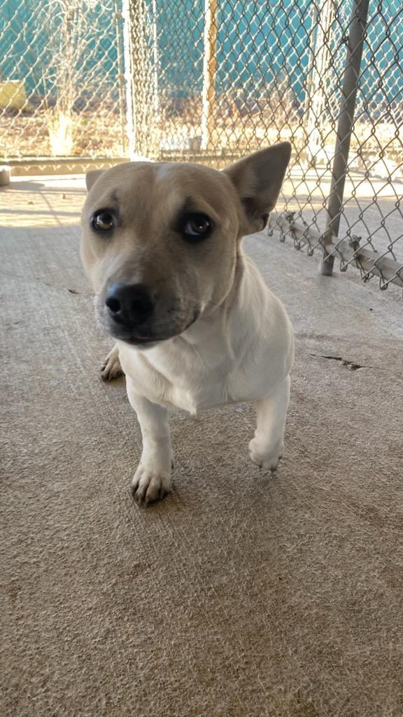 Wrenly, ADOPTABLE, Young Female Jack Russell Terrier & Pit Bull Terrier.