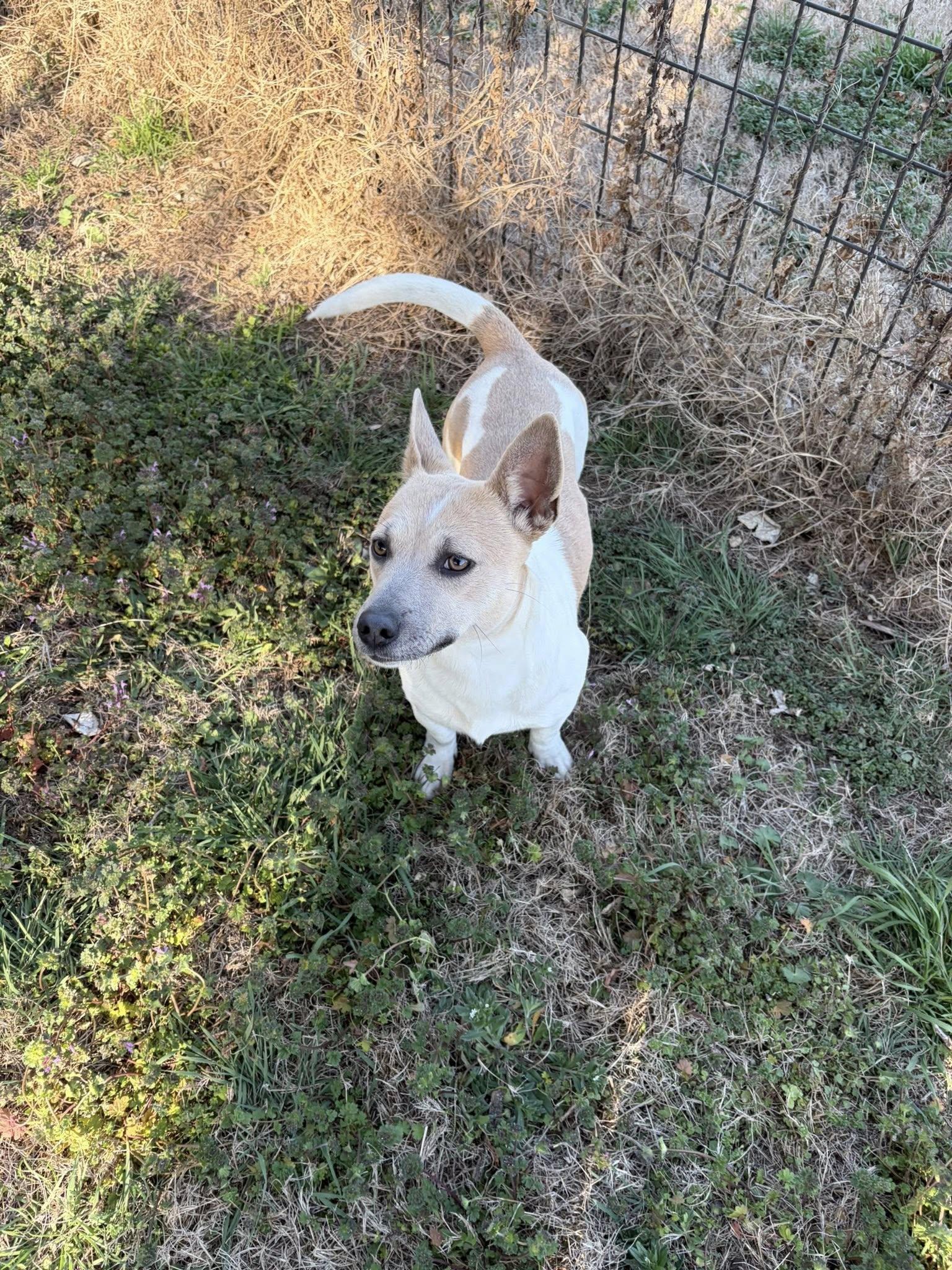 Enlarge Wrenly, an adopted mixed breed in McPherson, KS image 2/2
