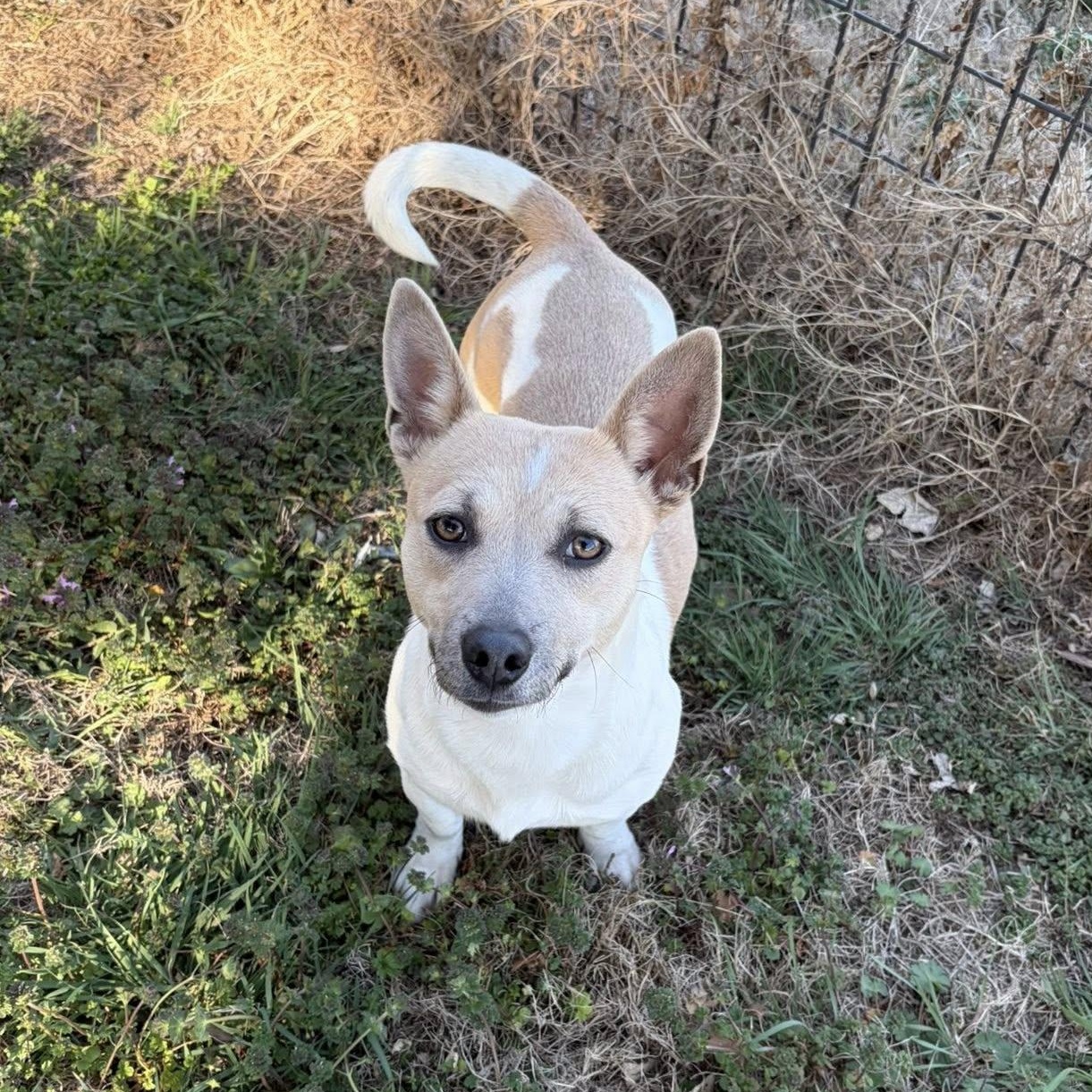 Enlarge Wrenly, an adopted mixed breed in McPherson, KS image 1/2