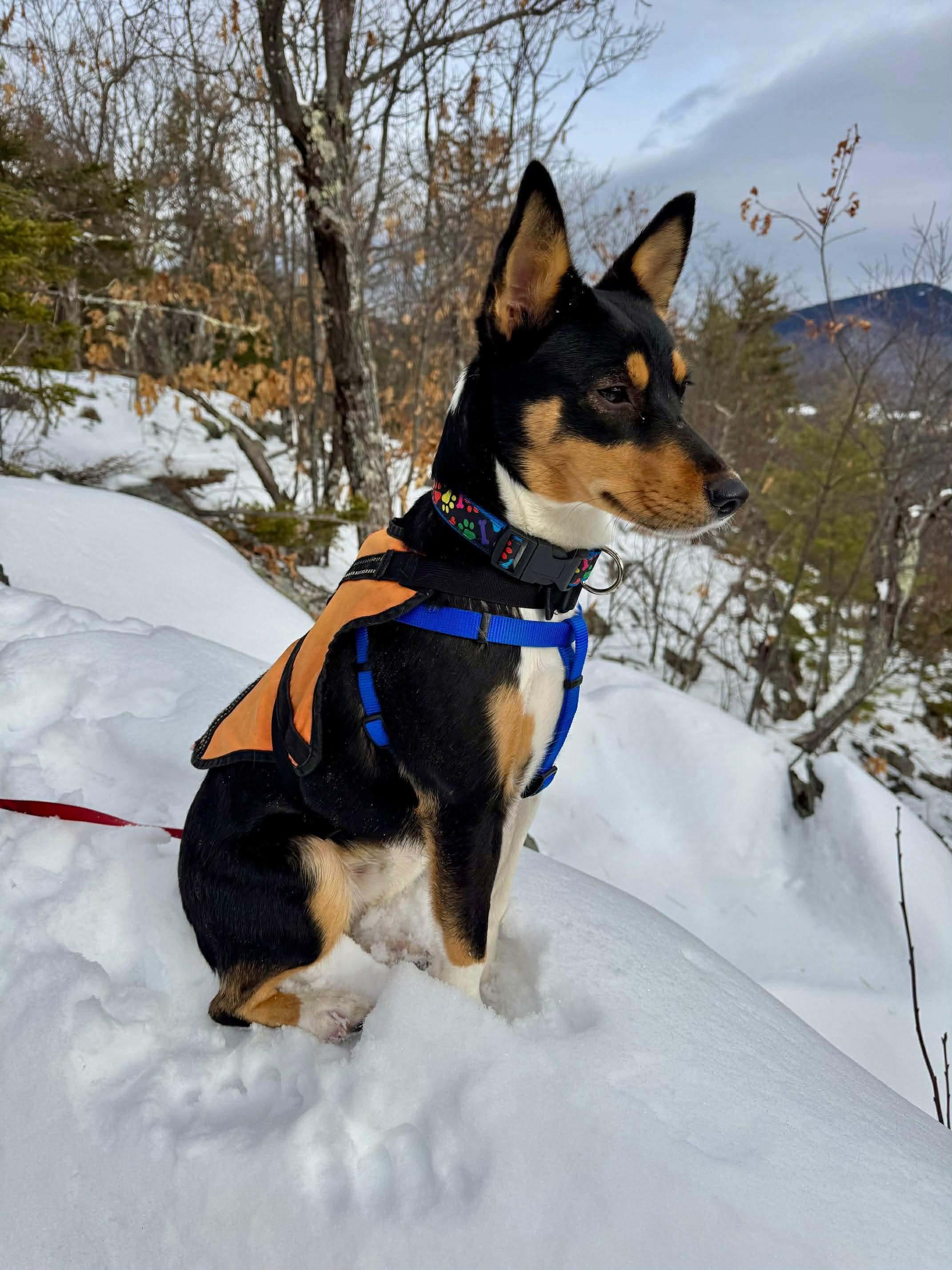 Scooter, Adoptable, Adult Male Basenji.