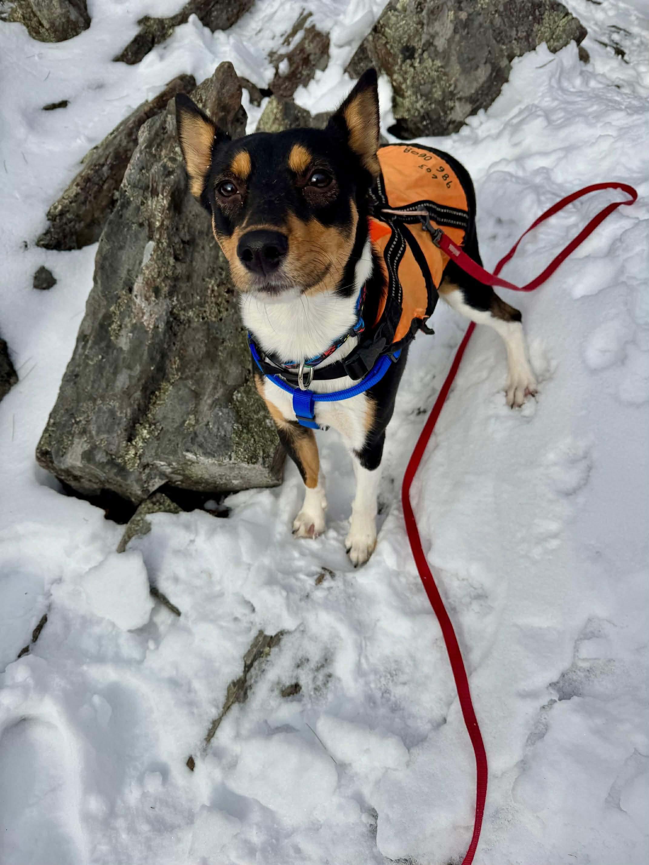 Scooter, a Adoptable Basenji in Portland, ME image 2/5