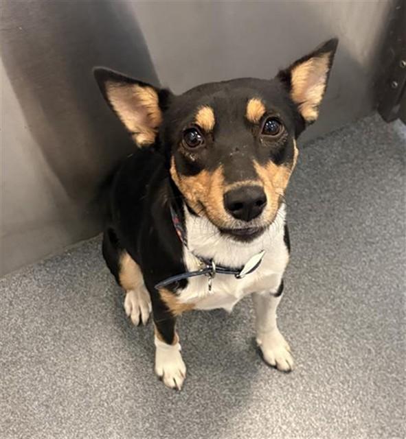 Scooter, a Adoptable Basenji in Portland, ME image 3/5