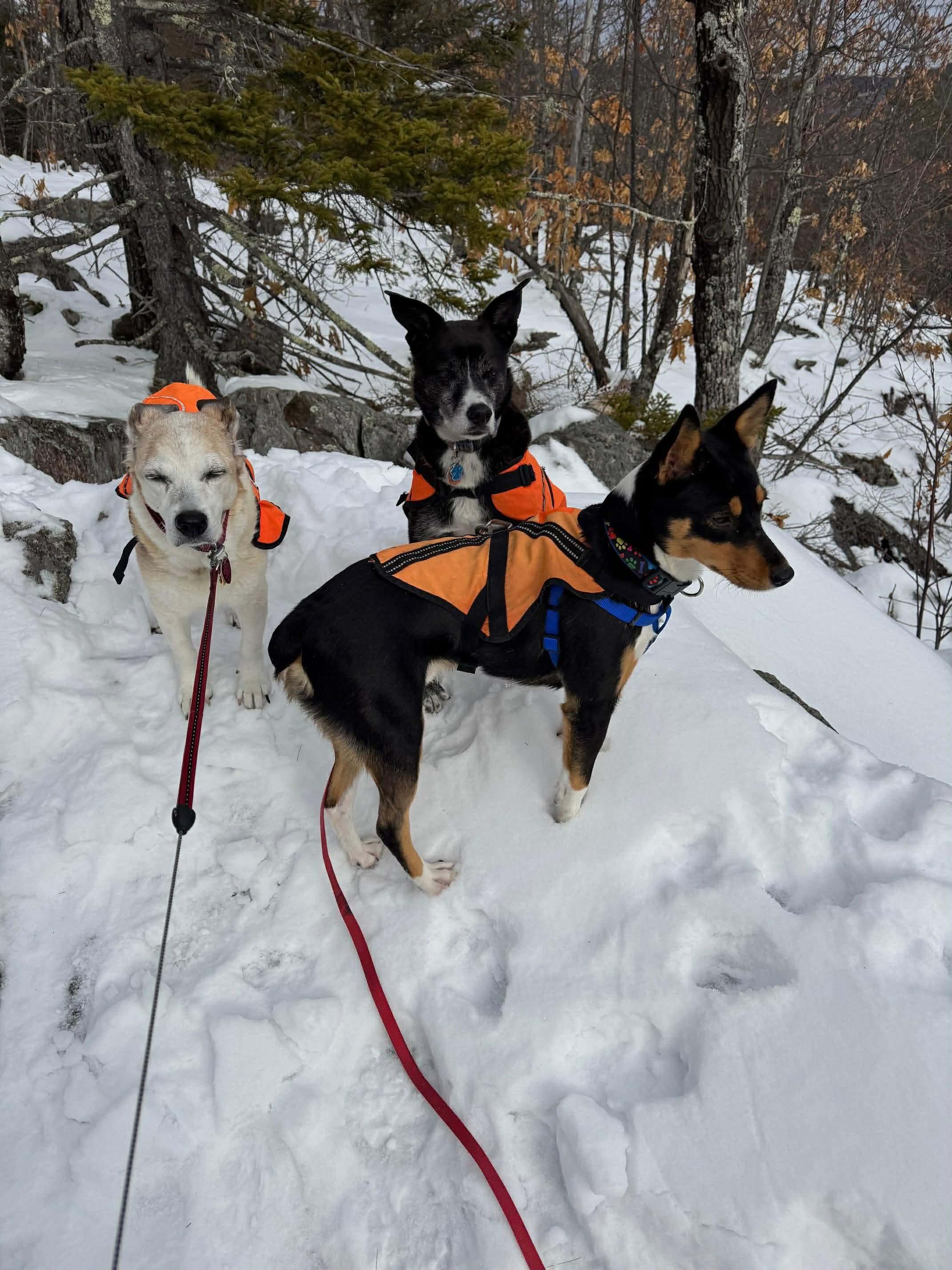 Scooter, a Adoptable Basenji in Portland, ME image 4/5