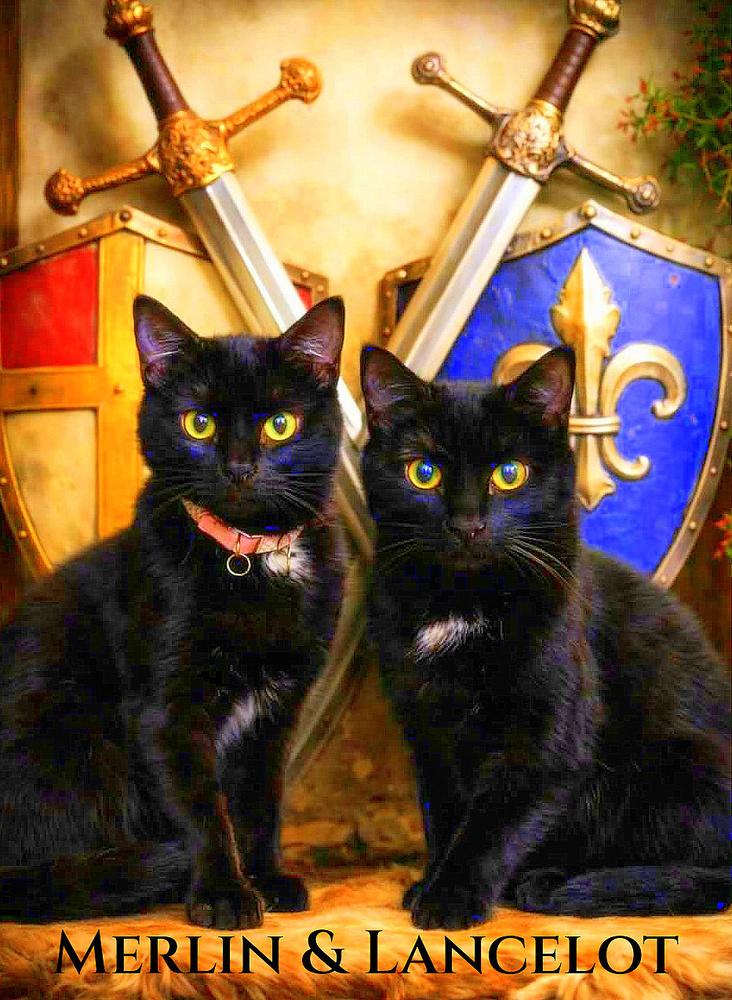 Enlarge Lancelot *kitten*, a Adoptable Domestic Short Hair in Culpeper, VA image 1/1