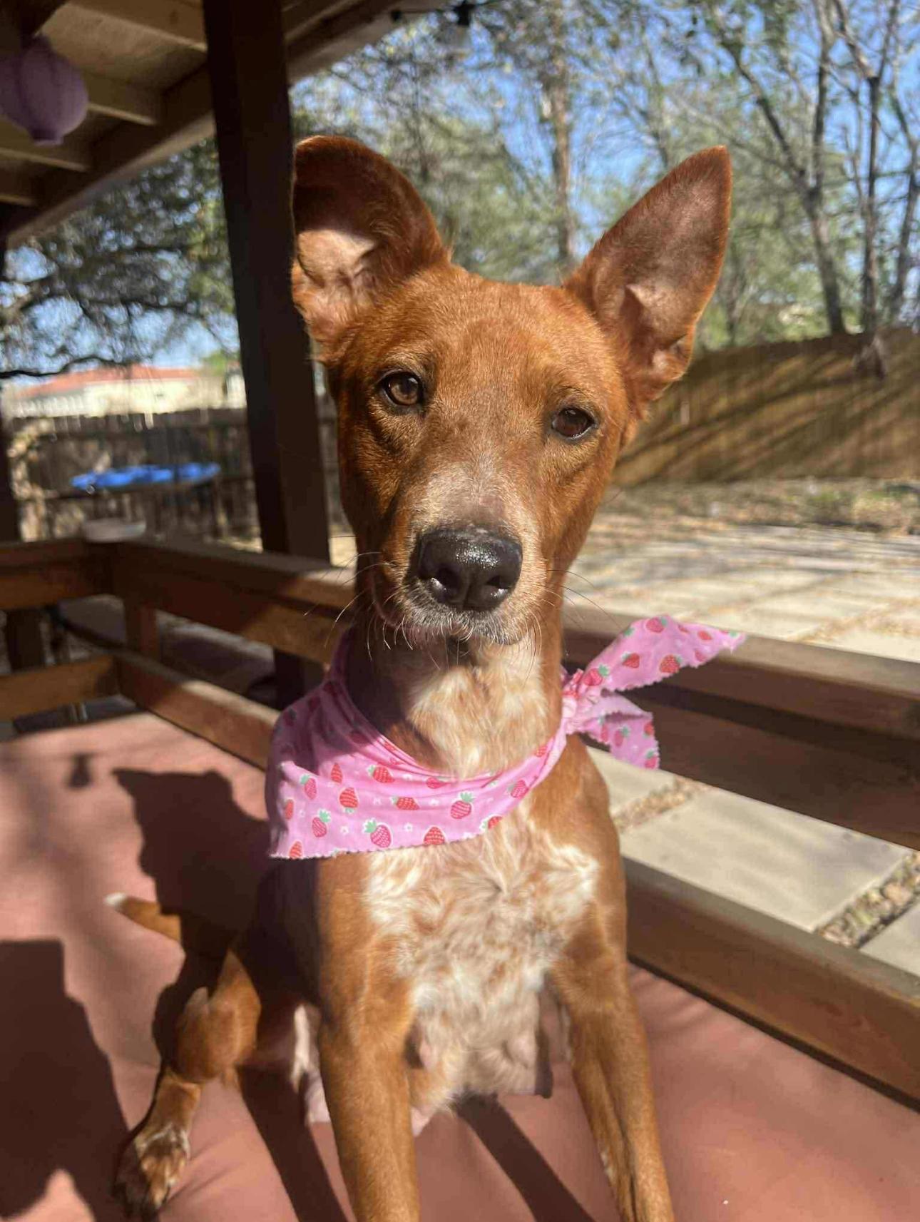 Dog available for adoption - (210) 608-6077