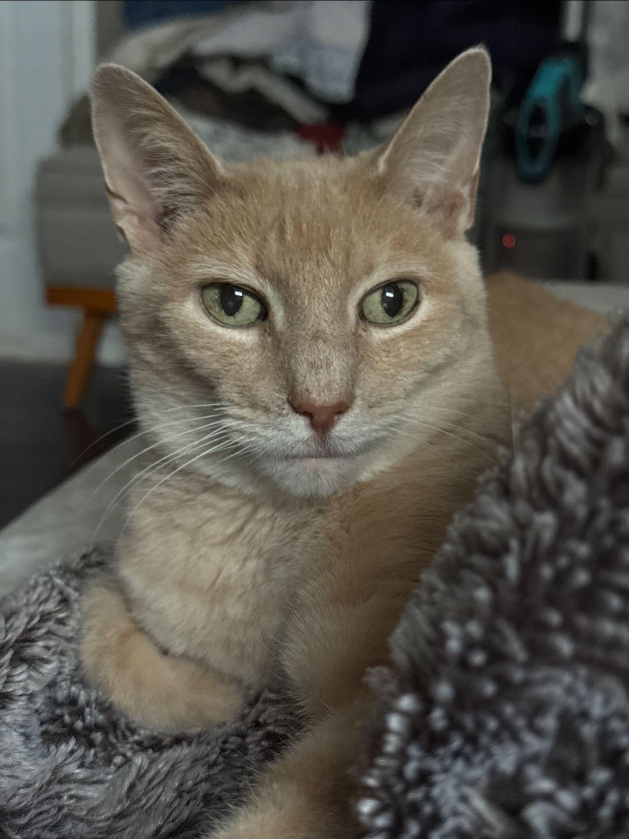 Enlarge Butters, an adopted Domestic Short Hair in Philadelphia, PA image 1/4