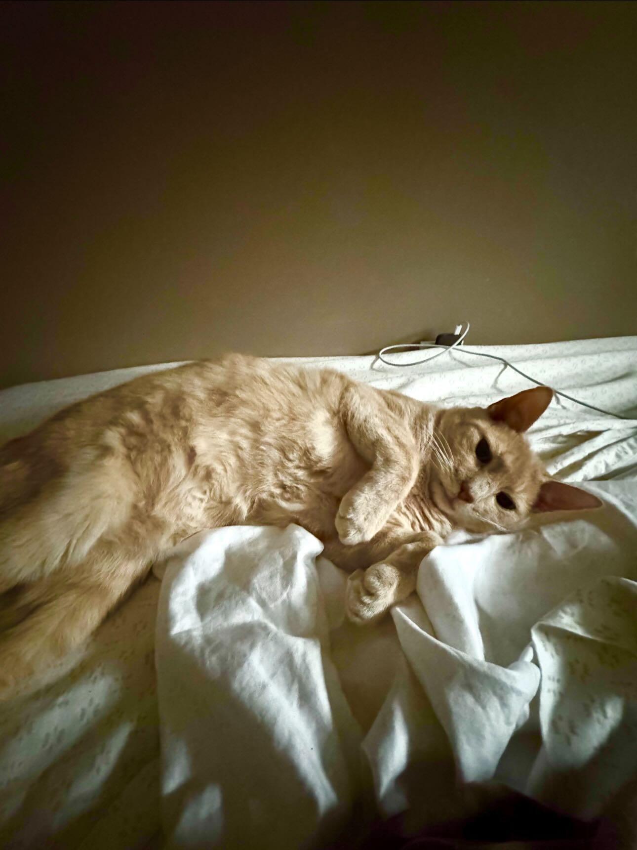 Enlarge Butters, an adopted Domestic Short Hair in Philadelphia, PA image 4/4