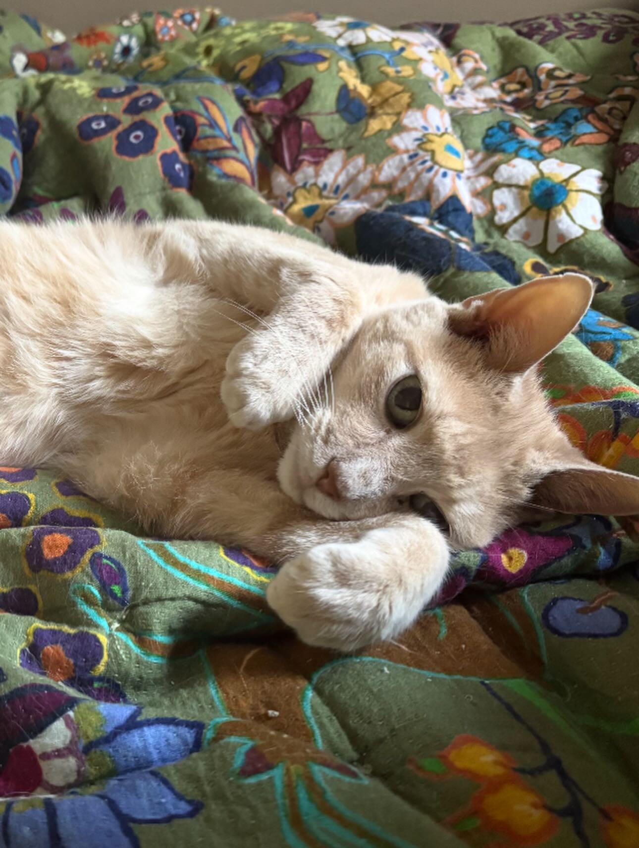 Enlarge Butters, an adopted Domestic Short Hair in Philadelphia, PA image 3/4