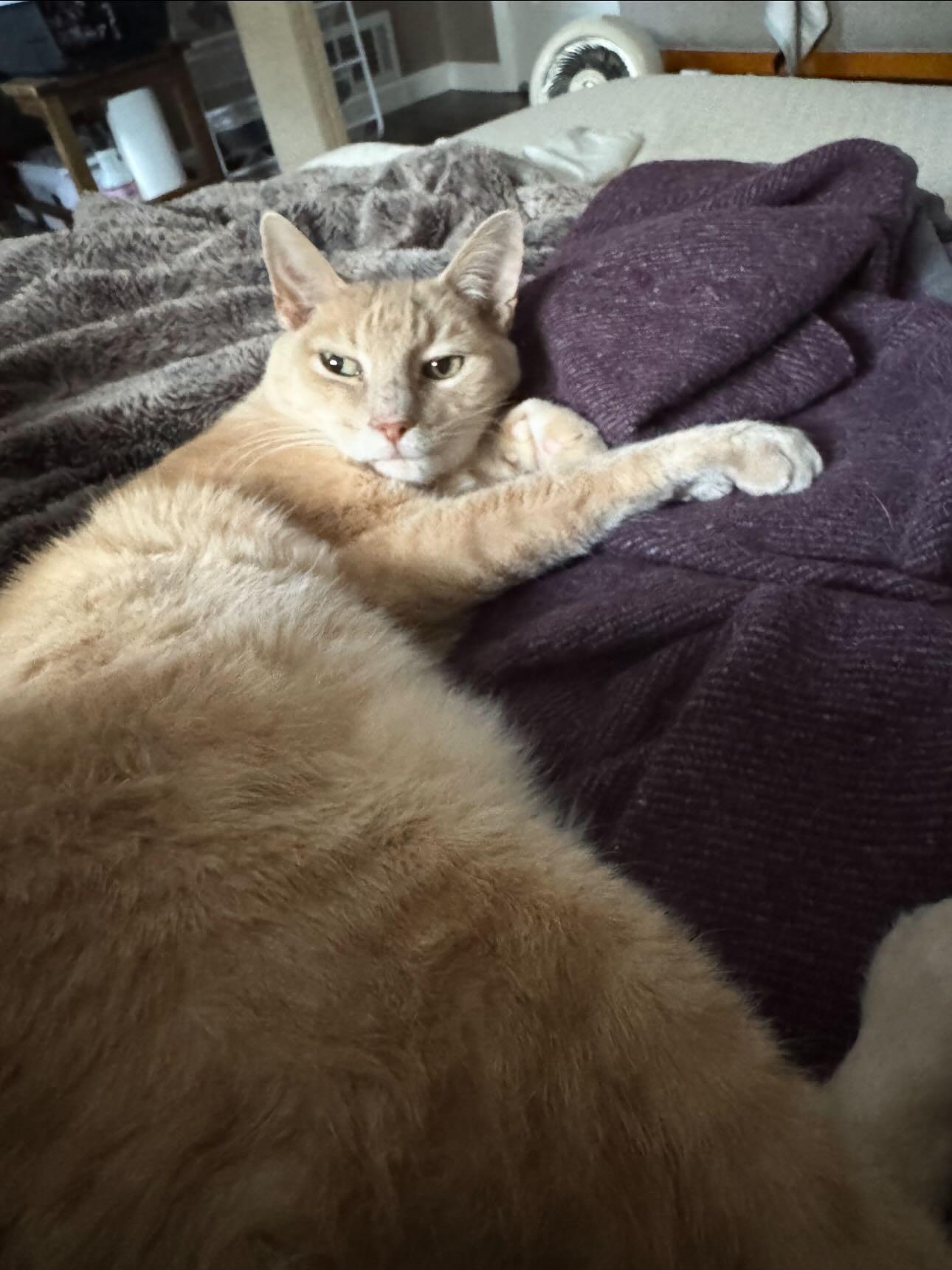 Enlarge Butters, an adopted Domestic Short Hair in Philadelphia, PA image 2/4